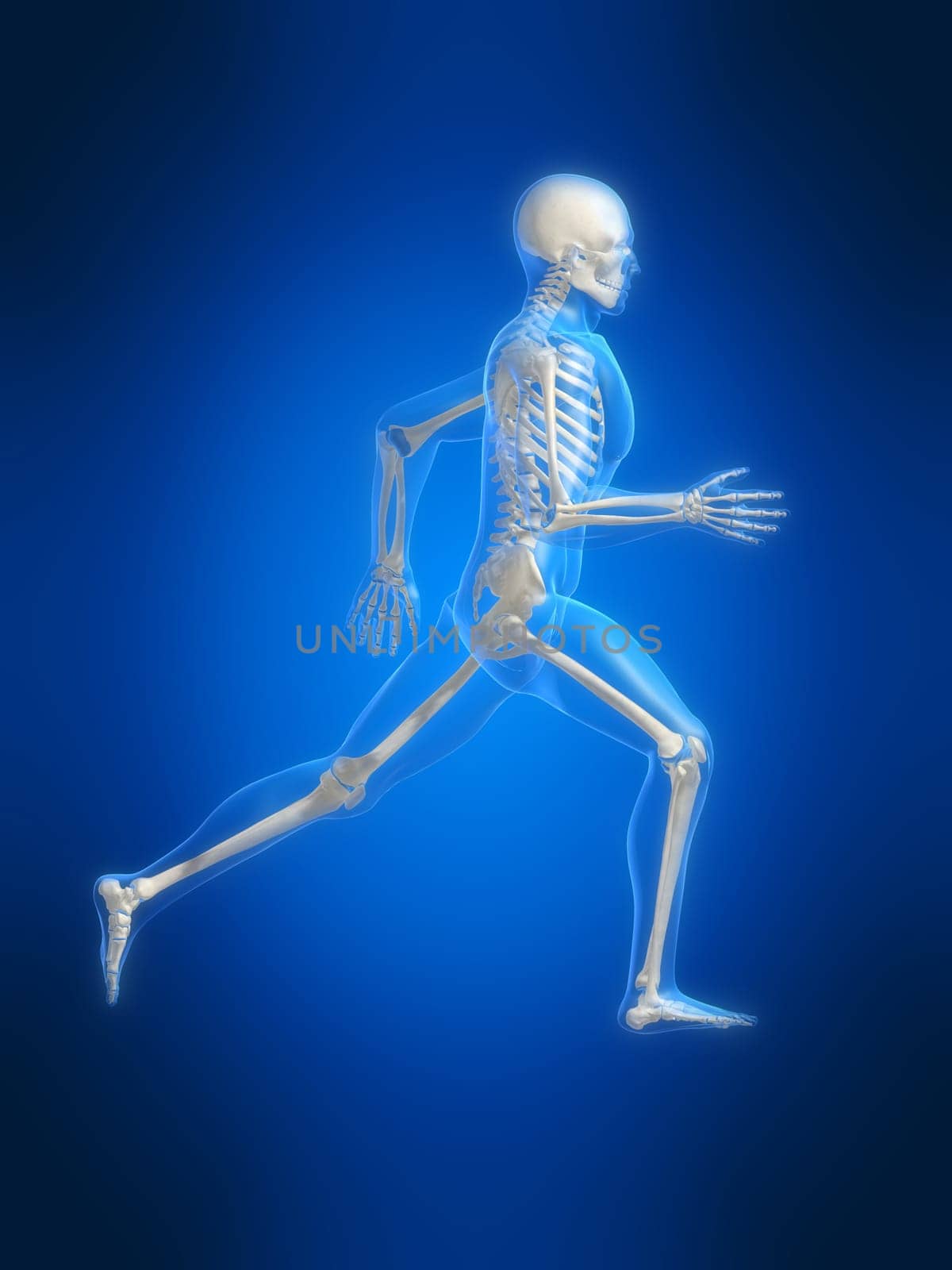3d rendered anatomy illustration of a running skeleton