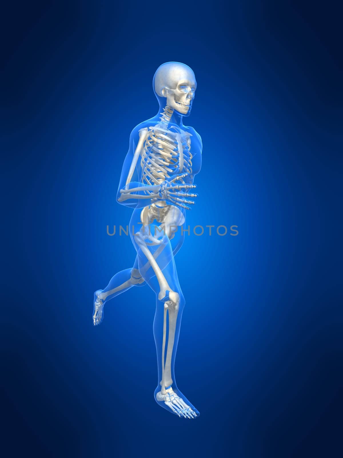 3d rendered anatomy illustration of a running skeleton