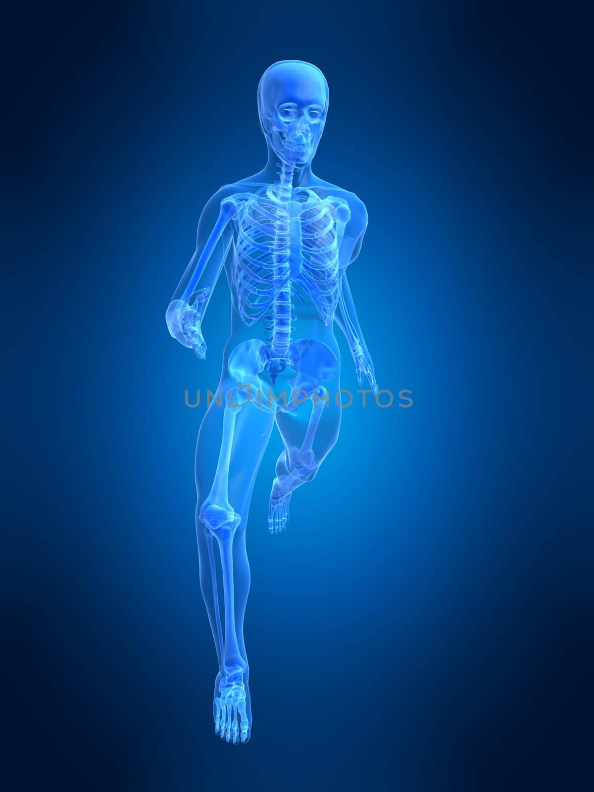 3d rendered anatomy illustration of a running skeleton
