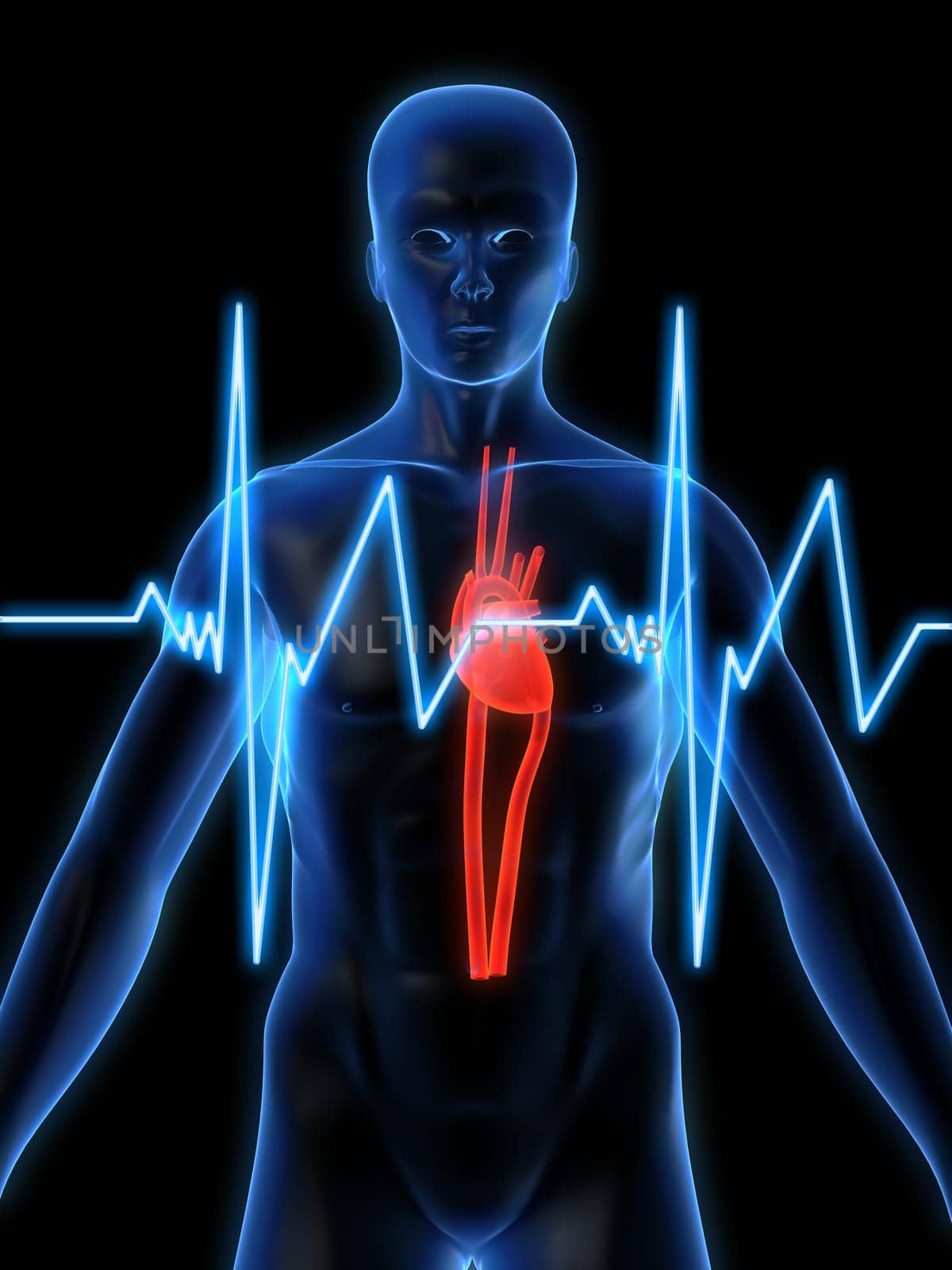 3d rendered anatomy illustration of a human shape with a heartbeat