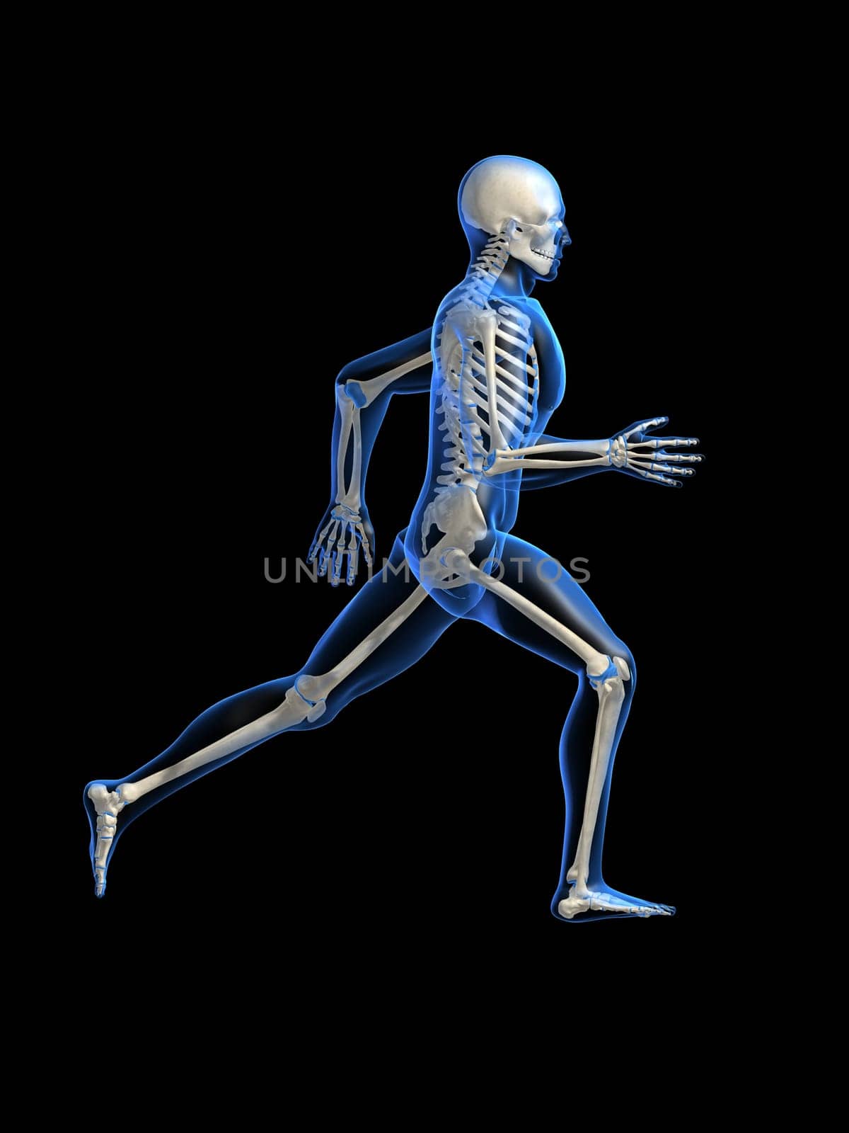 3d rendered anatomy illustration of a running skeleton
