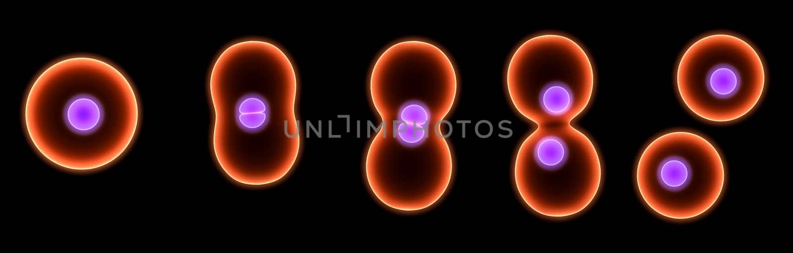 3d rendered close up of dividing cells