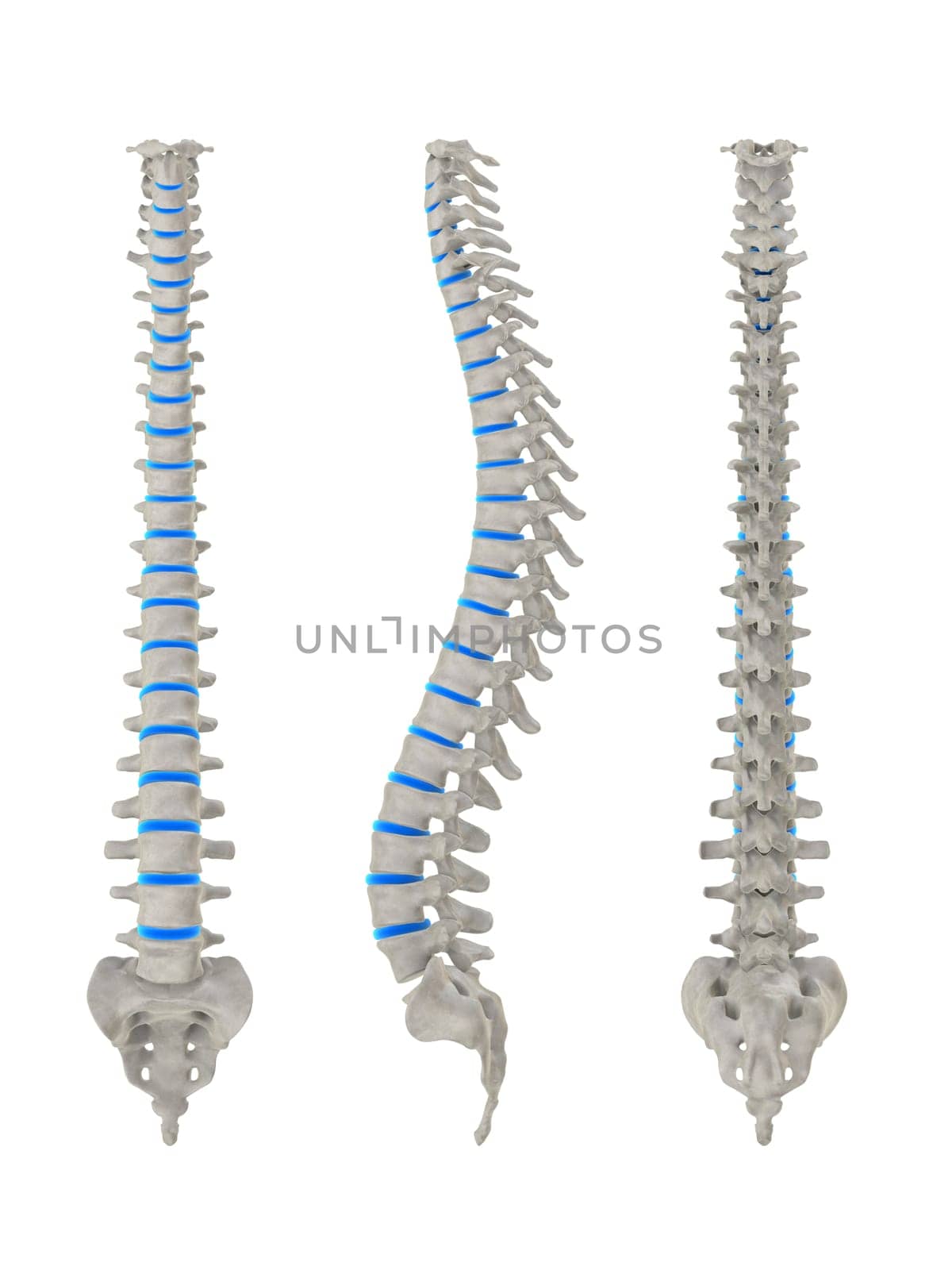 3d rendered anatomy illustration from different signs of a spine