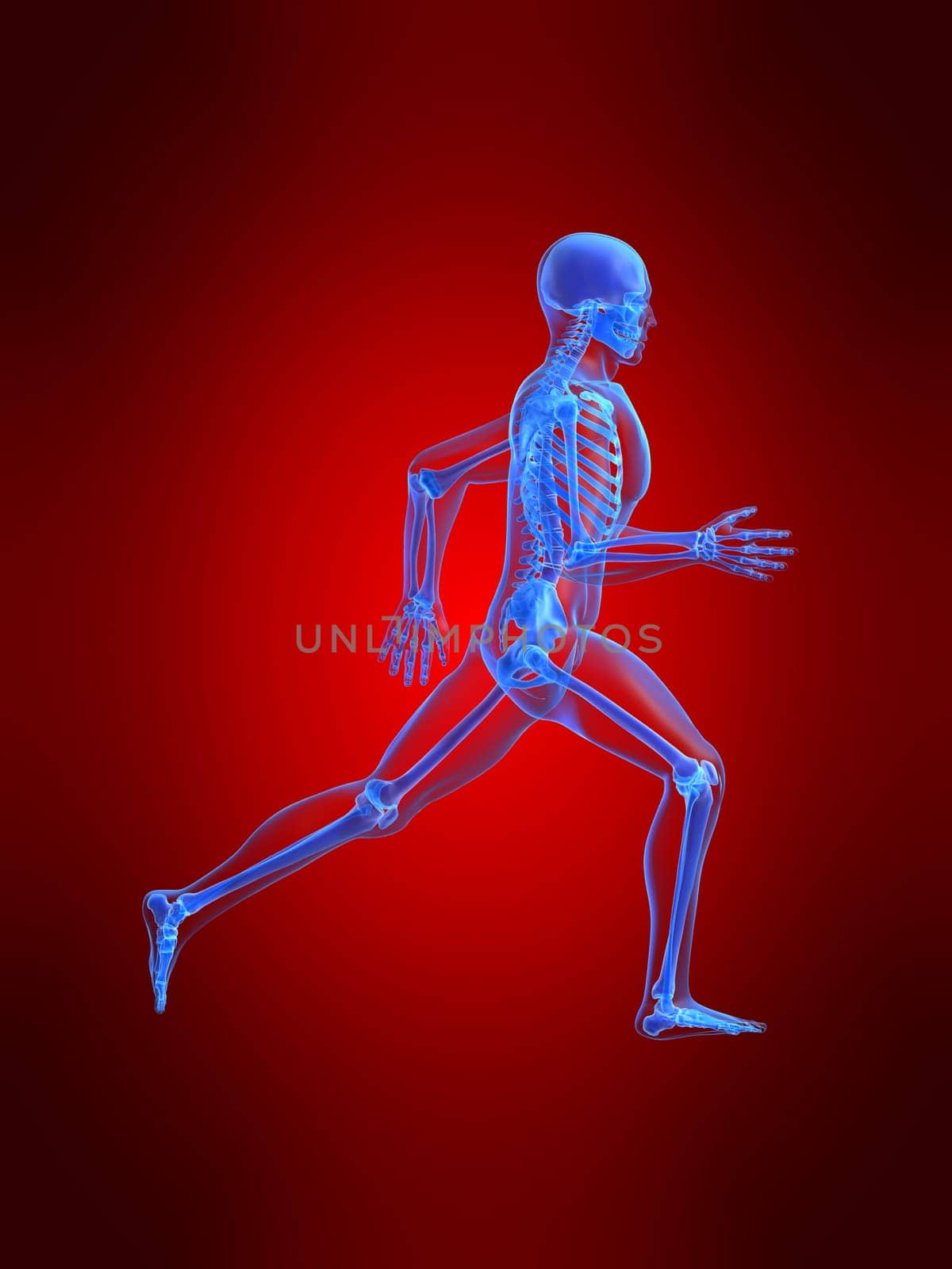 3d rendered anatomy illustration of a running skeleton