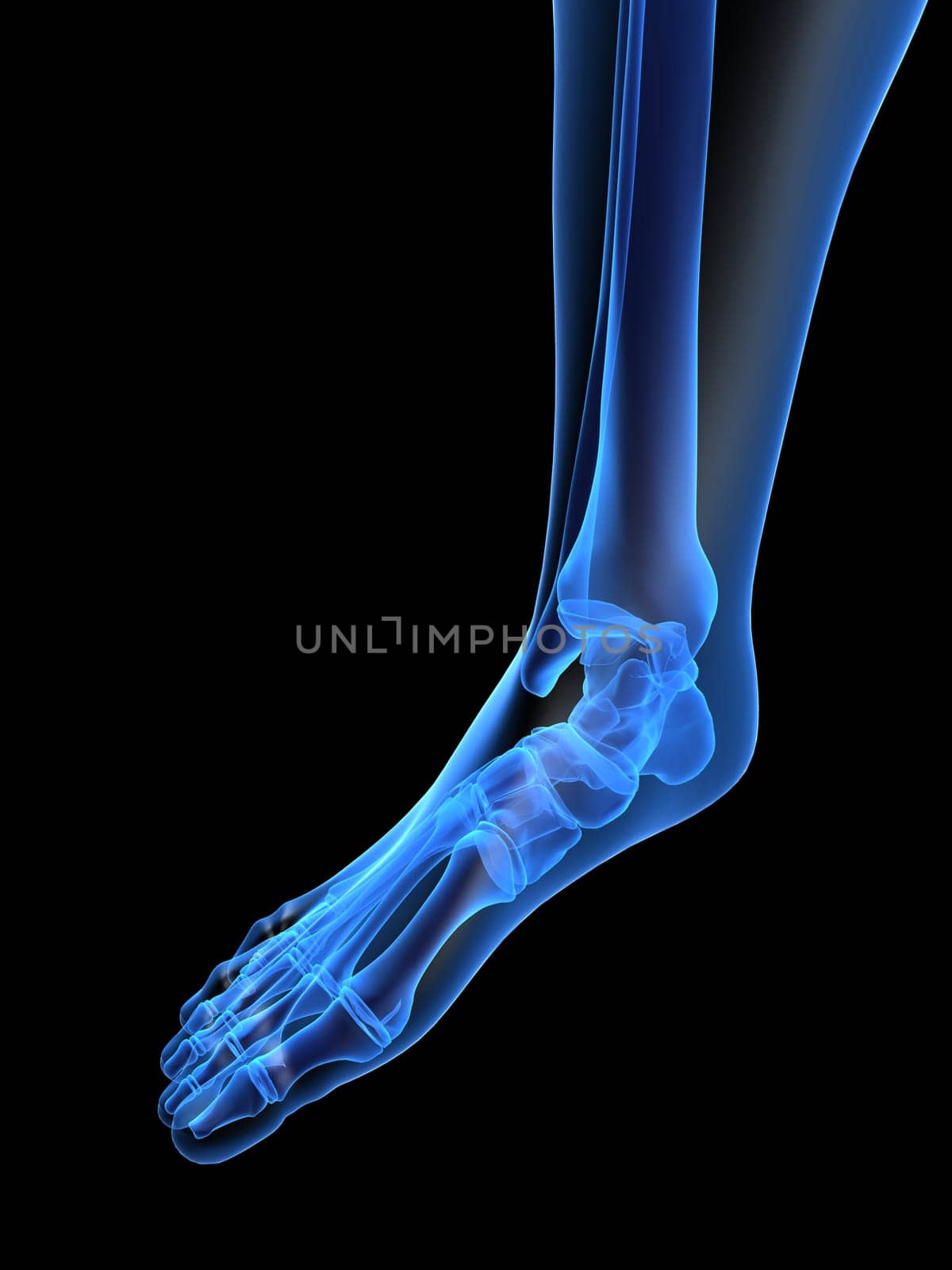 3d rendered x-ray illustration of a human skeletal foot