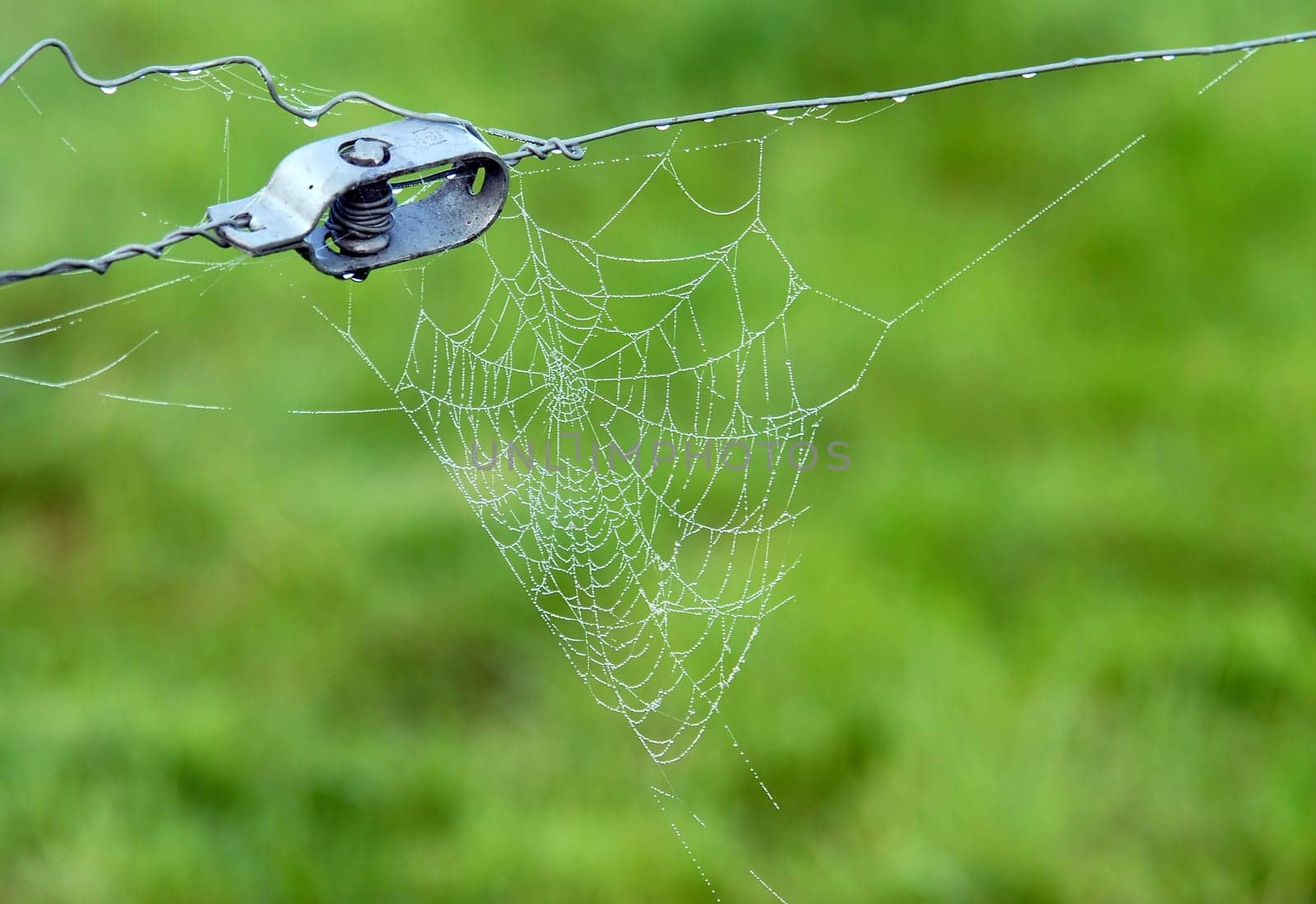 close-up of a spiderweb over a lush green background
