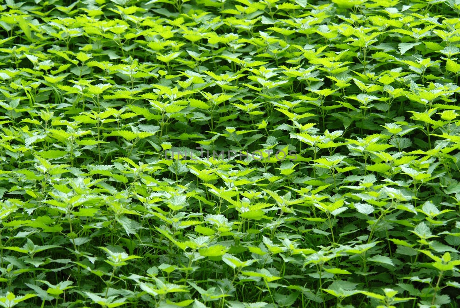 Green background of nettles