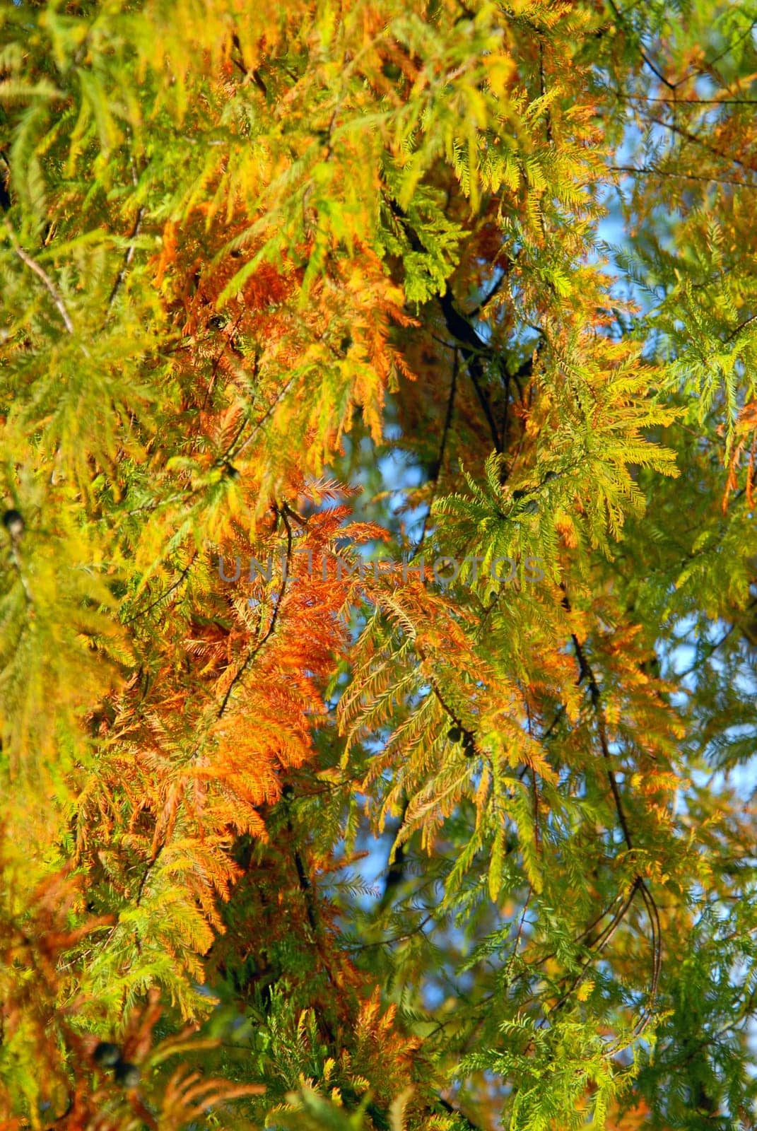 Colorful autumn leaves