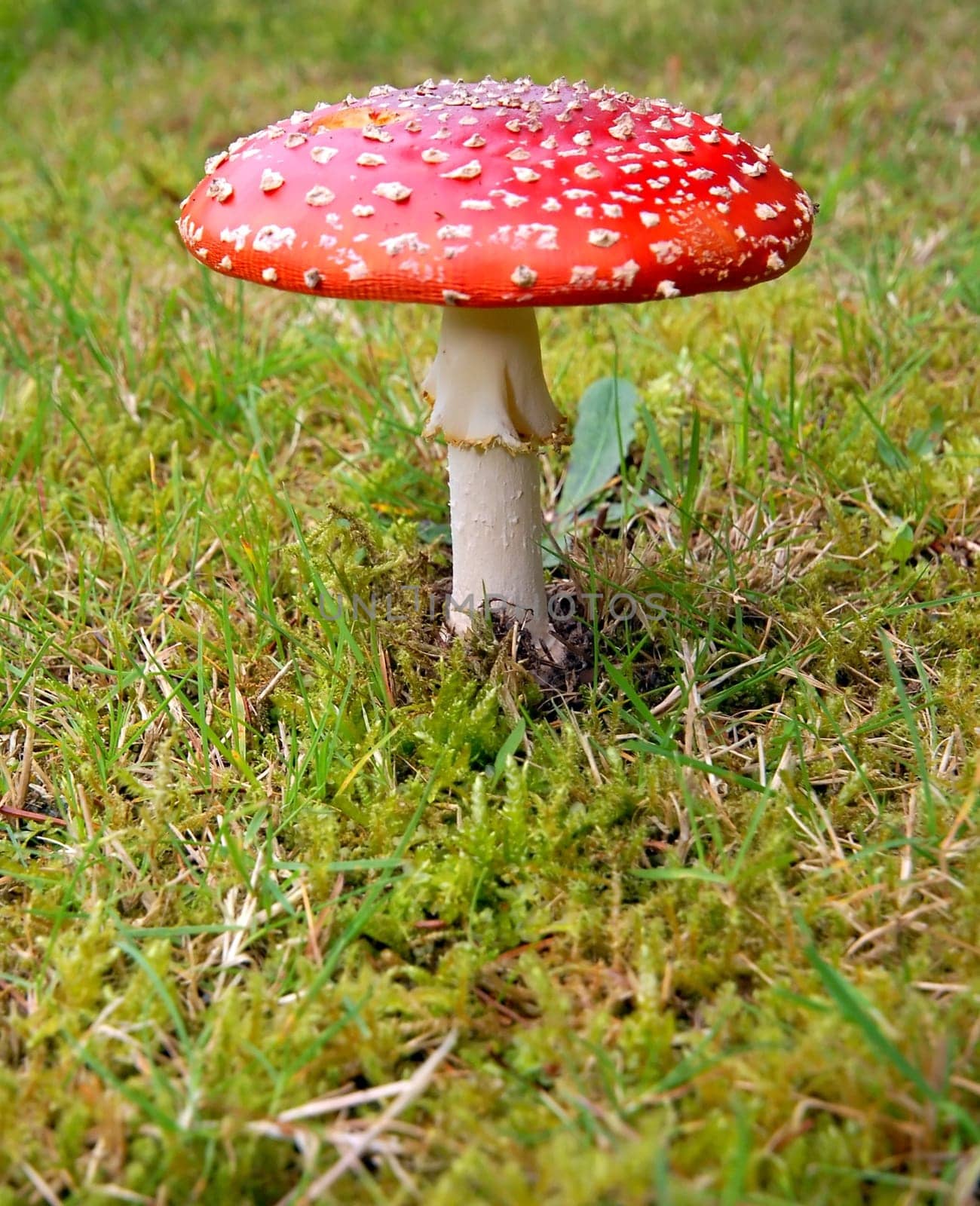 Toadstool with red spotted cap in the grass
