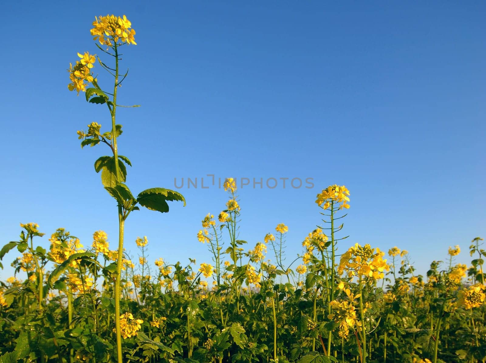 Yellow Flowers of a Potato field with clear blue sky