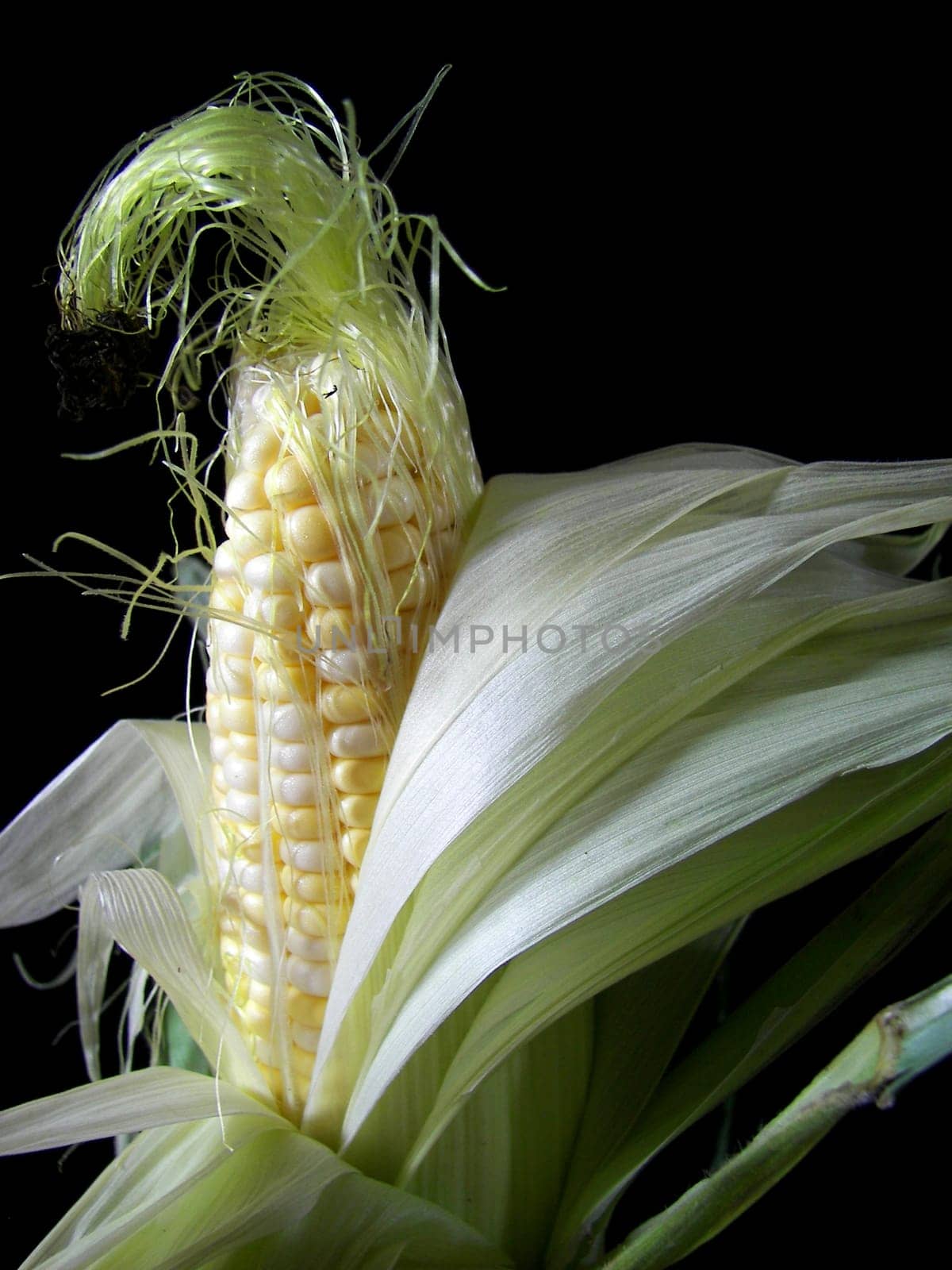 Fresh corn on the cob on a black background.
