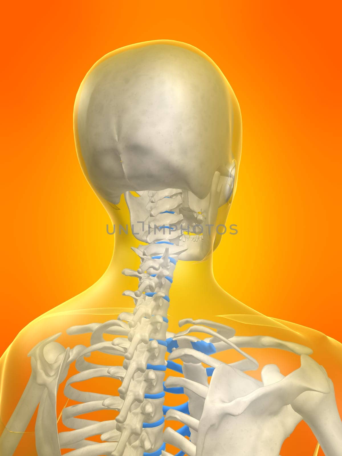 3d rendered anatomy illustration of a skeletal human neck