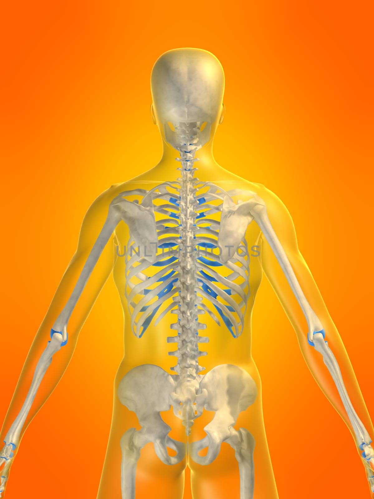 3d rendered anatomy illustration of a human skeleton