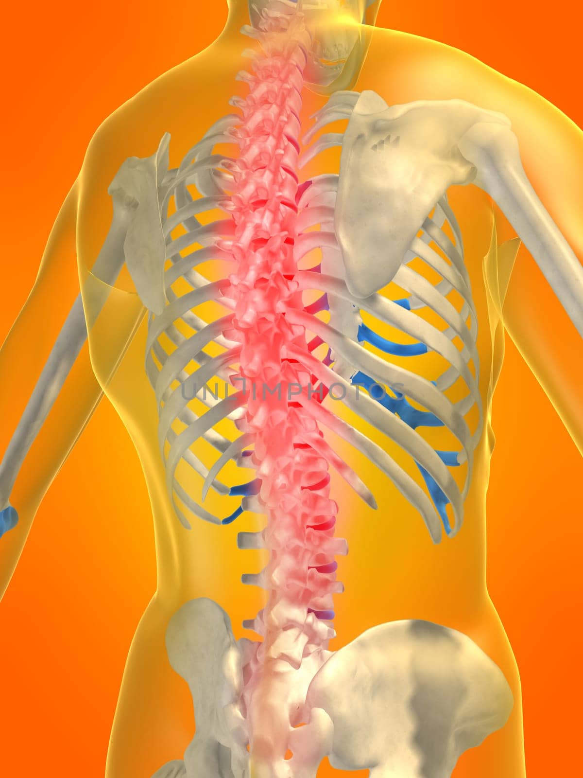 3d rendered anatomy illustration of a human skeletal back with pain