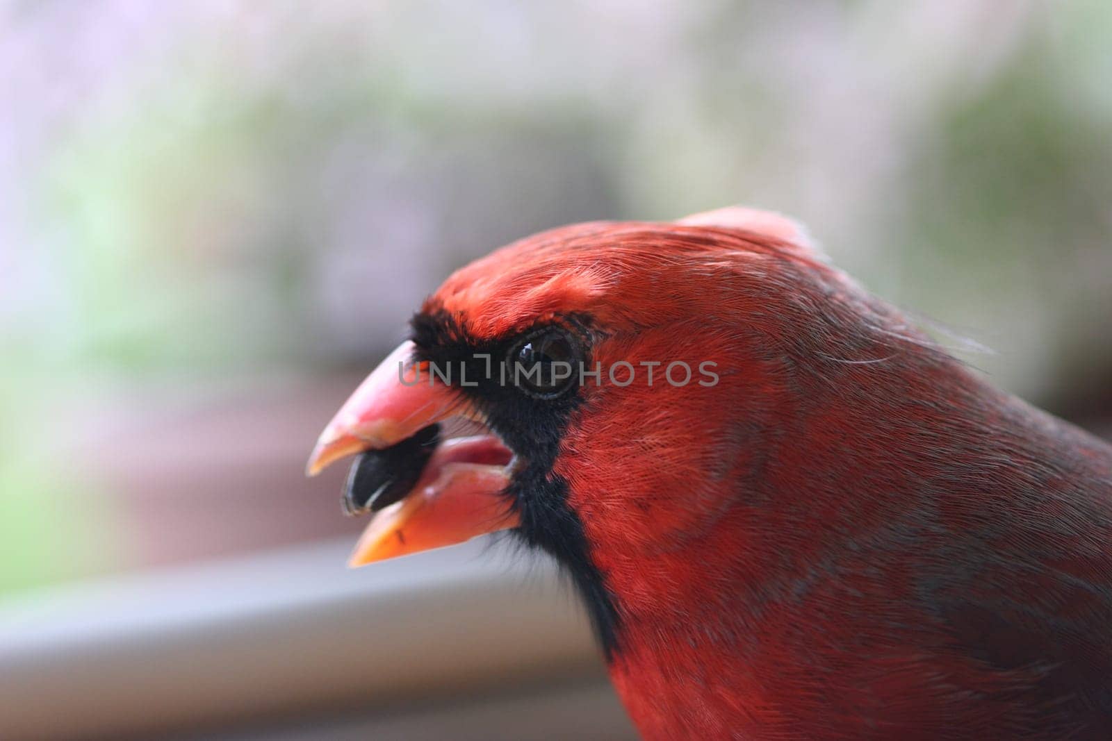 Macro closeup of Cardinal.