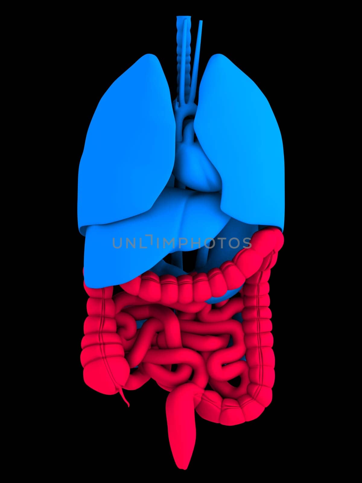 3d rendered anatomy illustration of human organs with red intestines