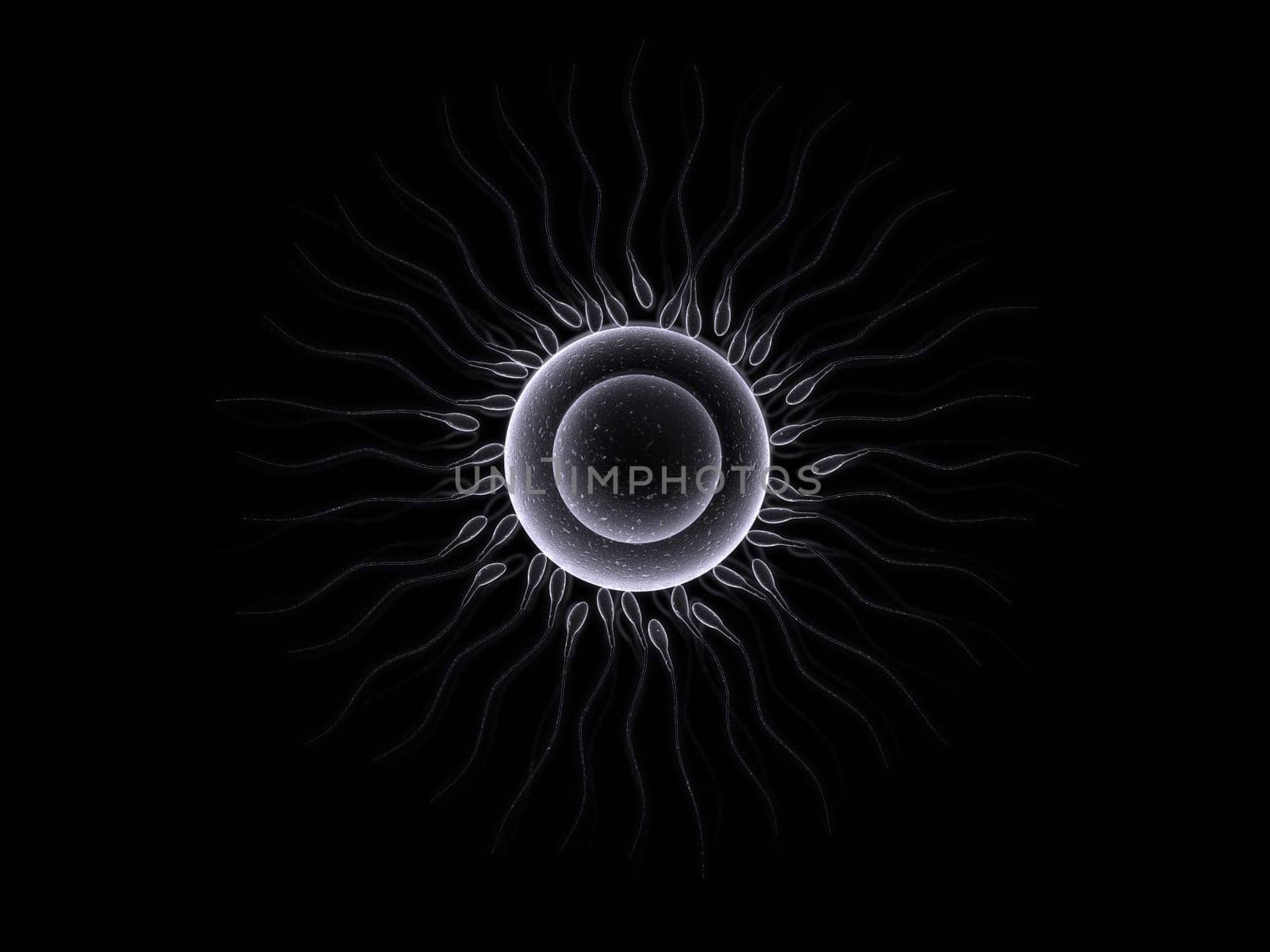 3d rendered close up of a human egg cell and sperms