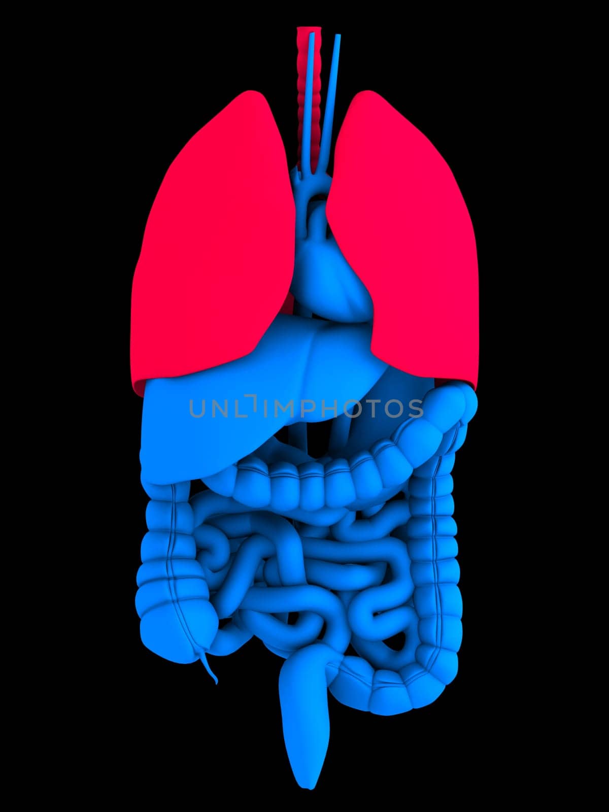 3d rendered anatomy illustration of human organs with red lung