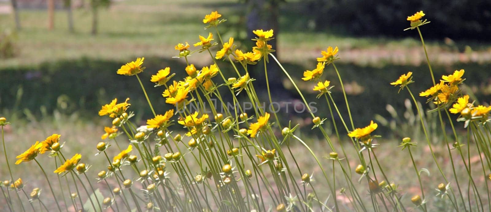 Close up of flowers
