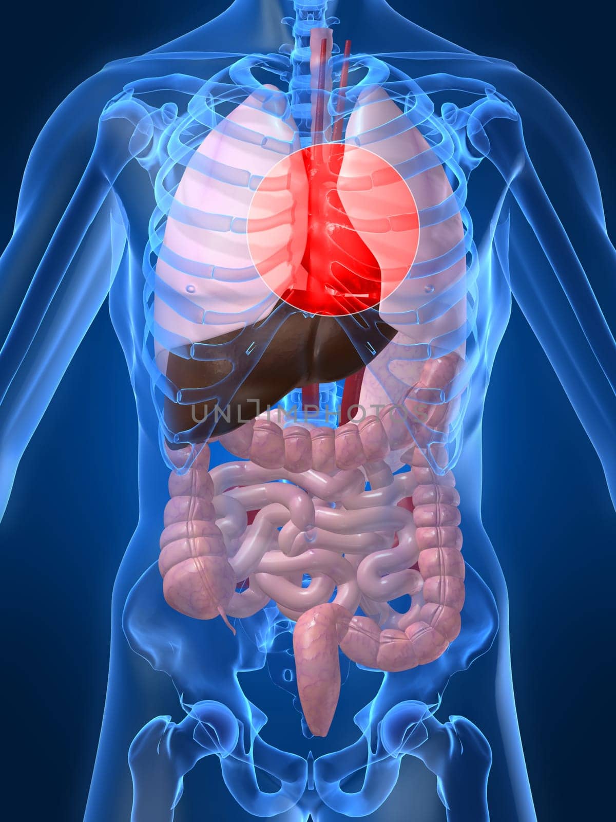 3d rendered anatomy illustration of human organs with a highlighted heart