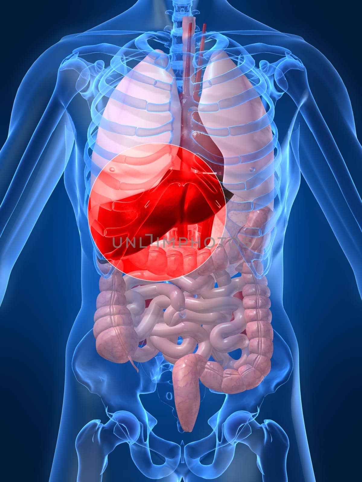 3d rendered anatomy illustration of a human organs with a highlighted liver
