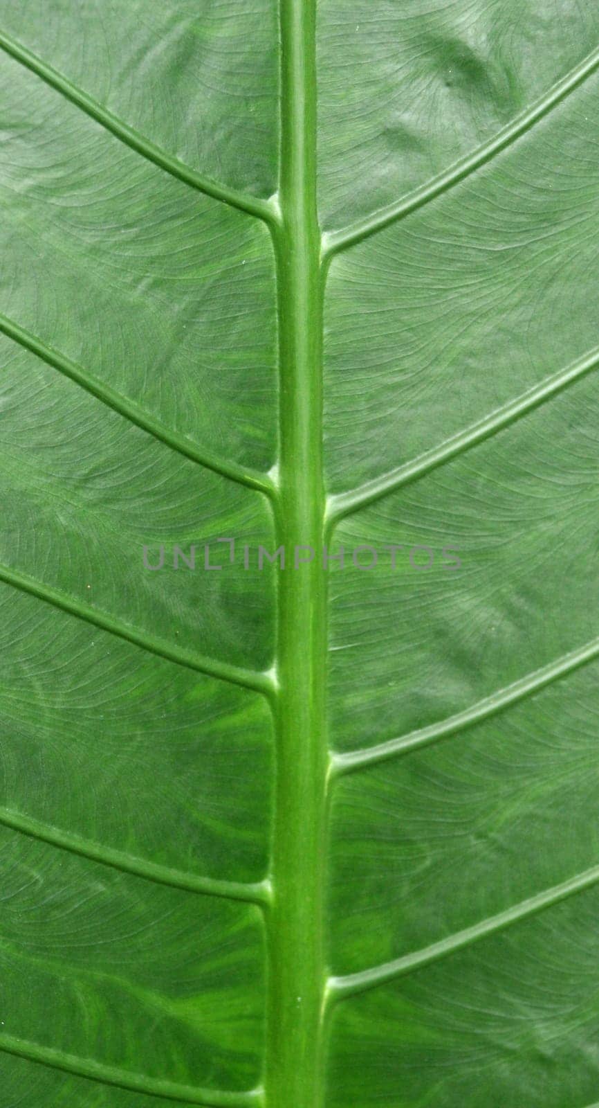 Photo of leaf structure in a garden