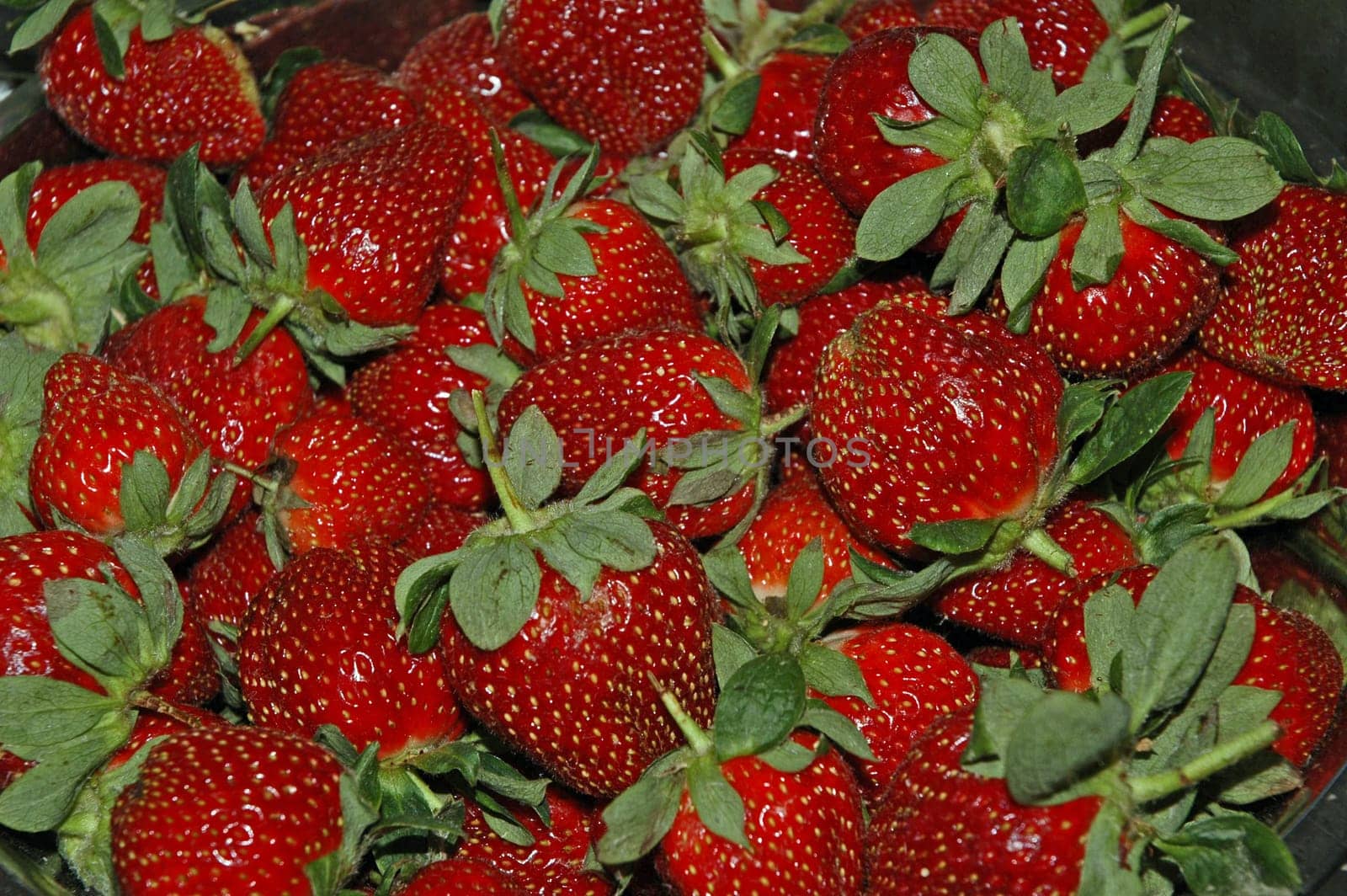 Bunch of strawberries picked fresh ready to be processed into jam.