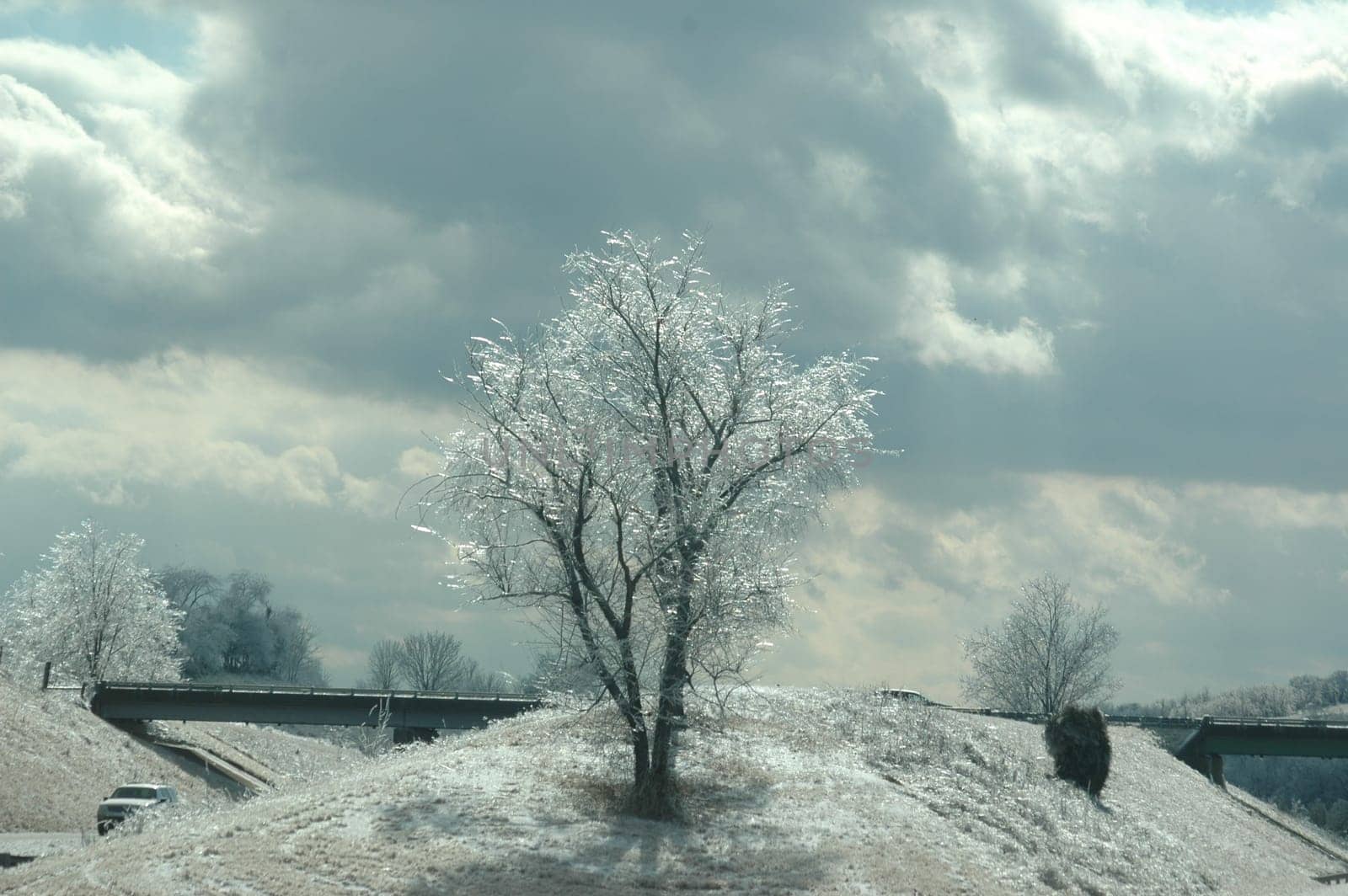 Ice laden tree