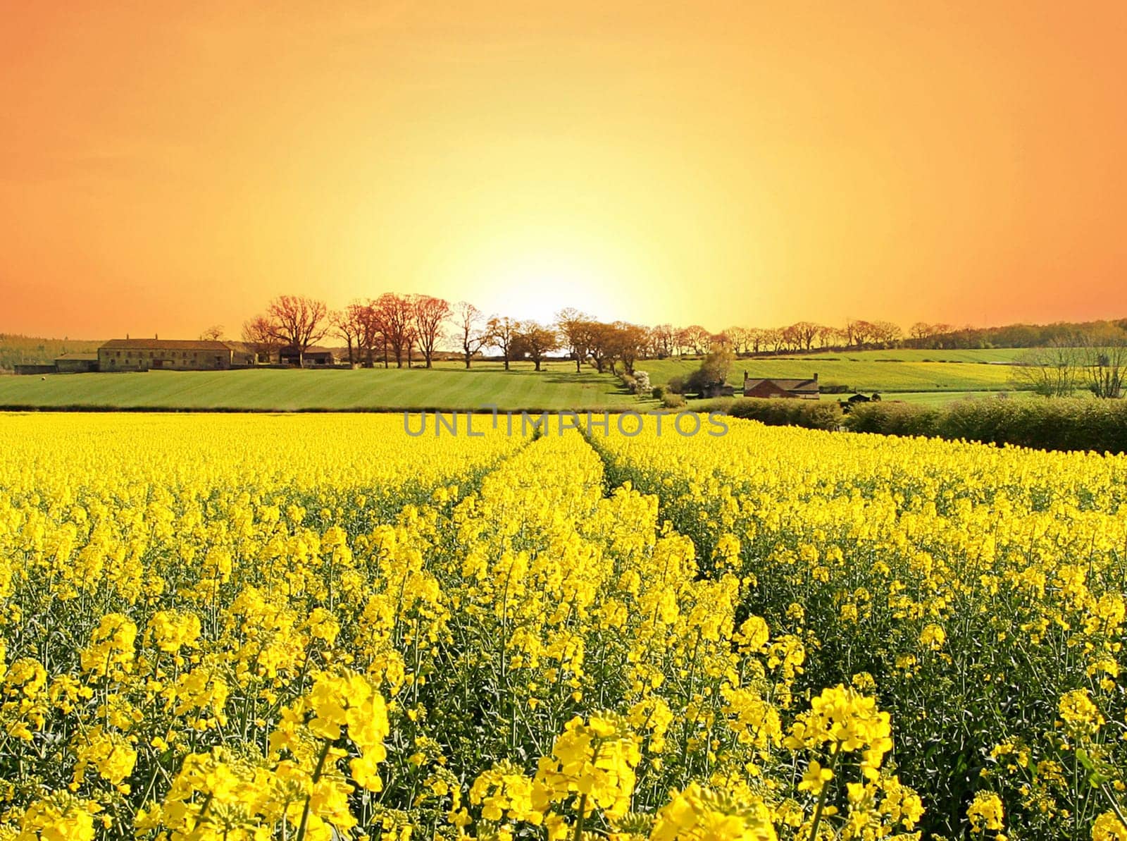 A bright new day and a healthy crop with Farm nestling on the rolling hills of Northumberland, England in Spring