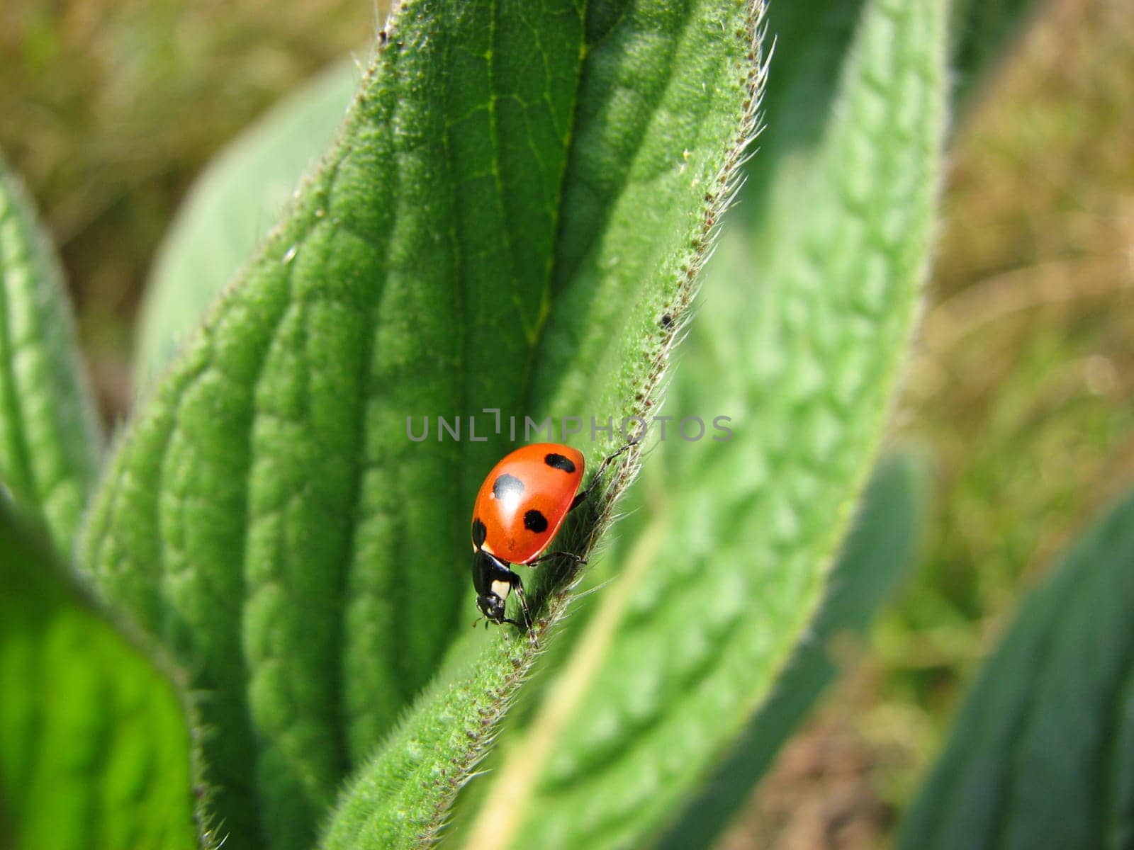 A macro shot of a Spotted Ladybird making it's way down the edge of a leaf.