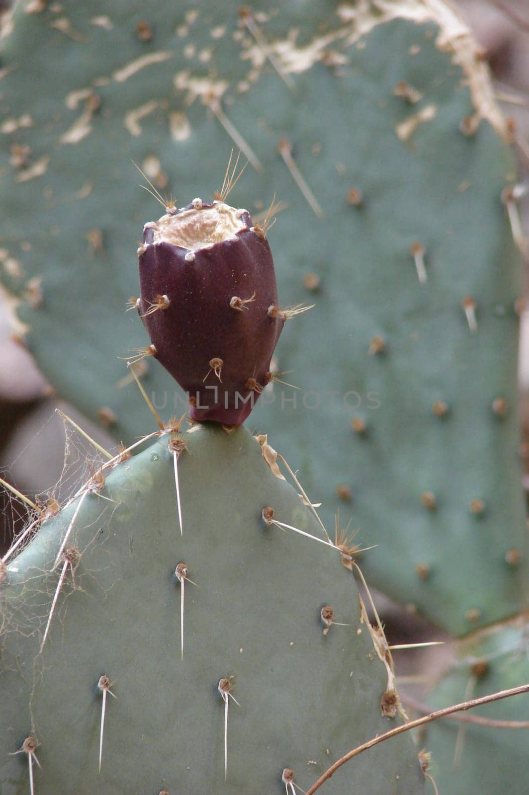 Shots of Grand canyon flora