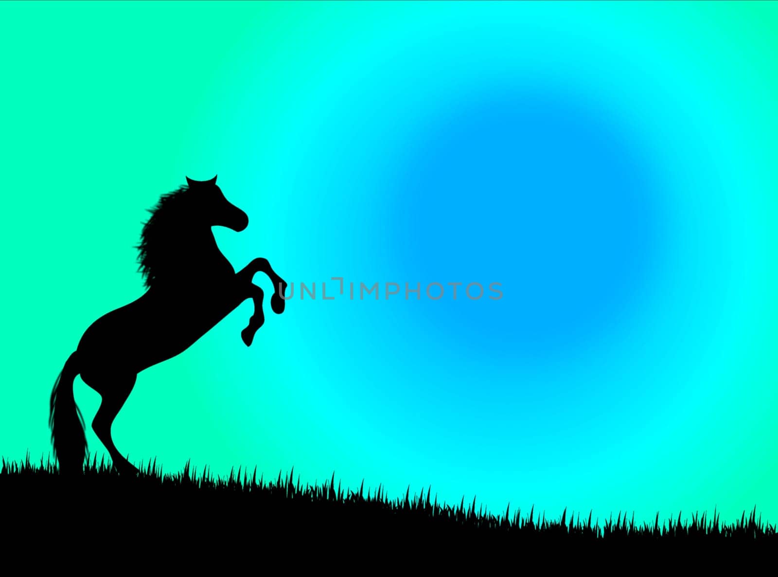 Wild horse in the countryside in the night