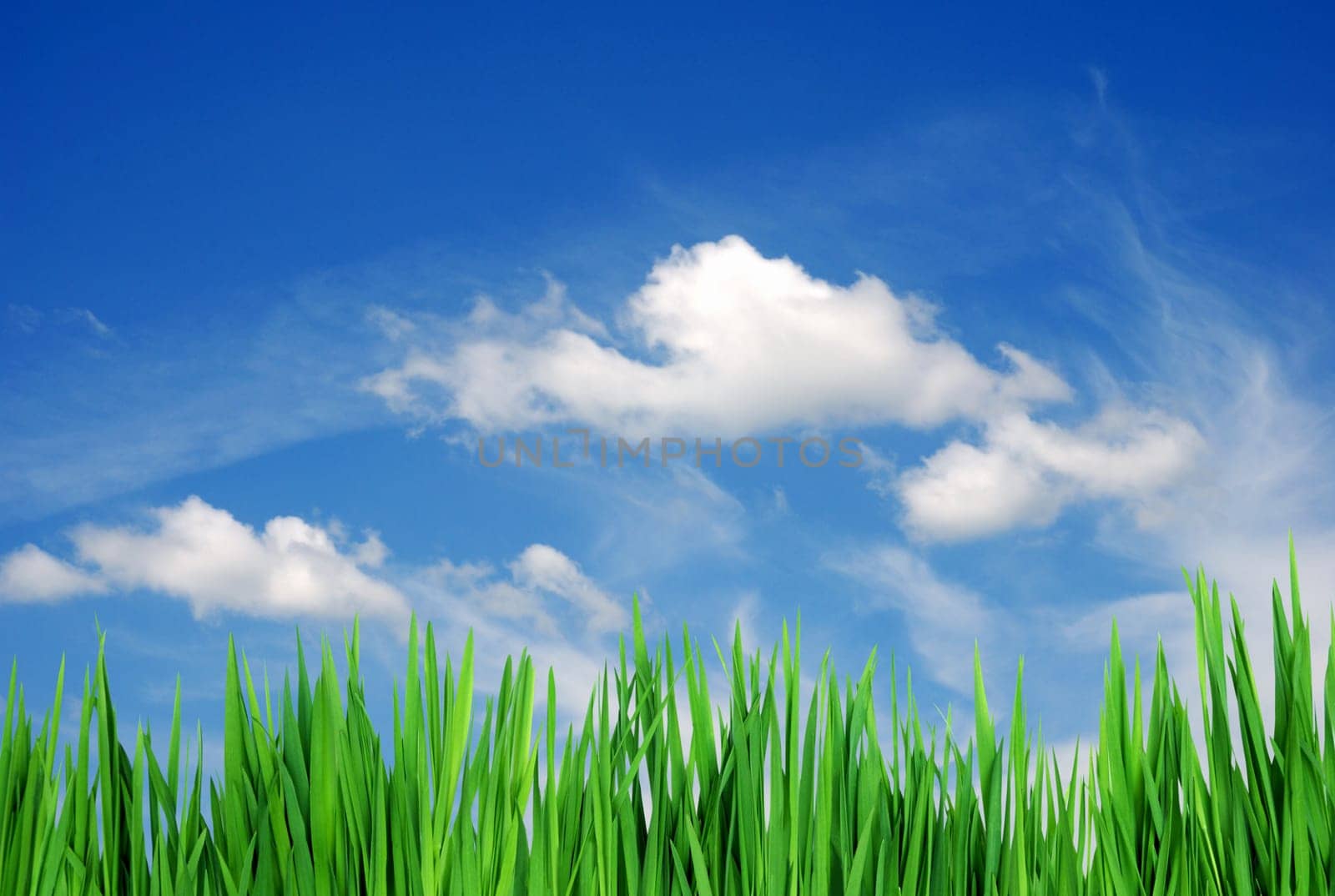 spring grass
