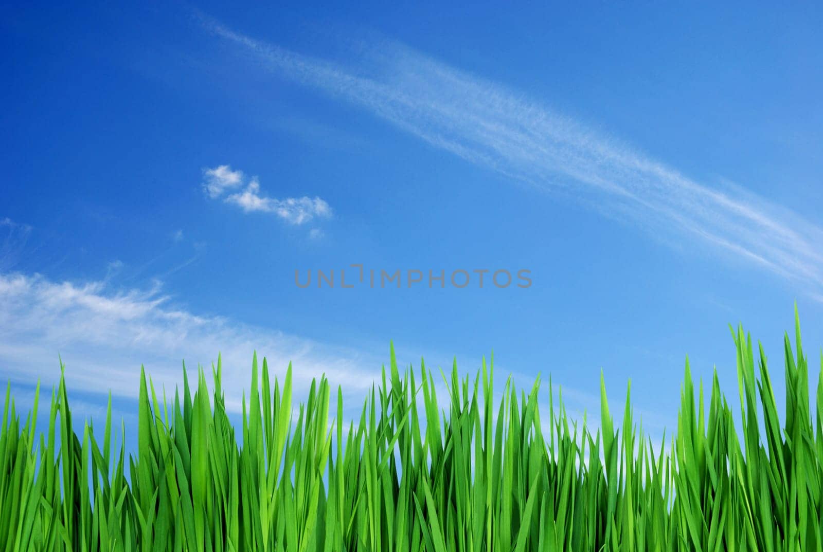 spring grass