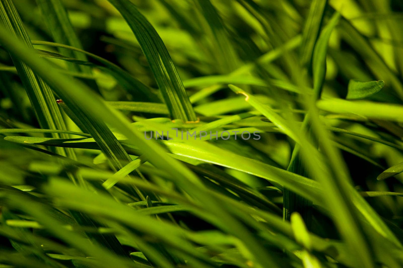 long grass