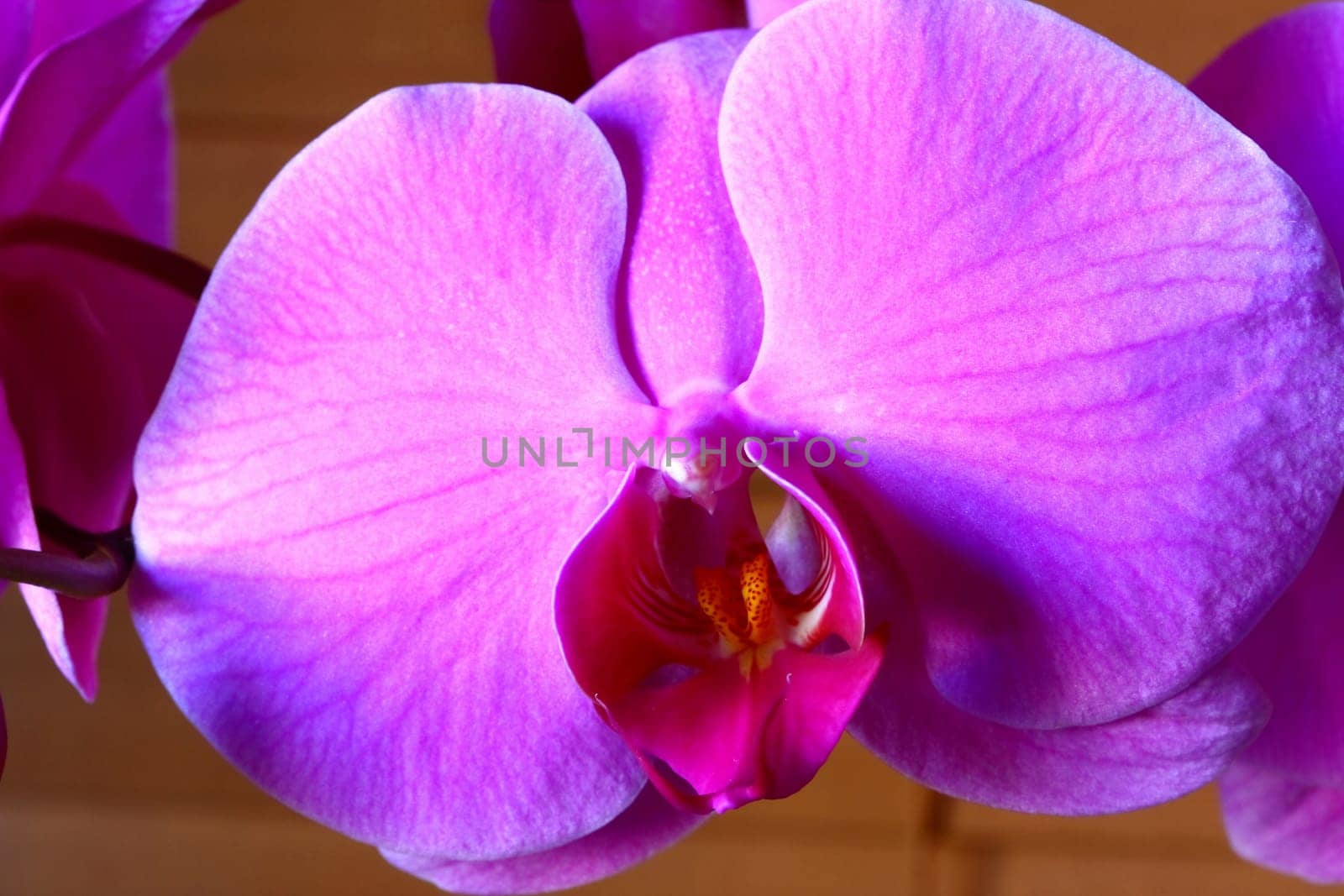 close up of pink orchids