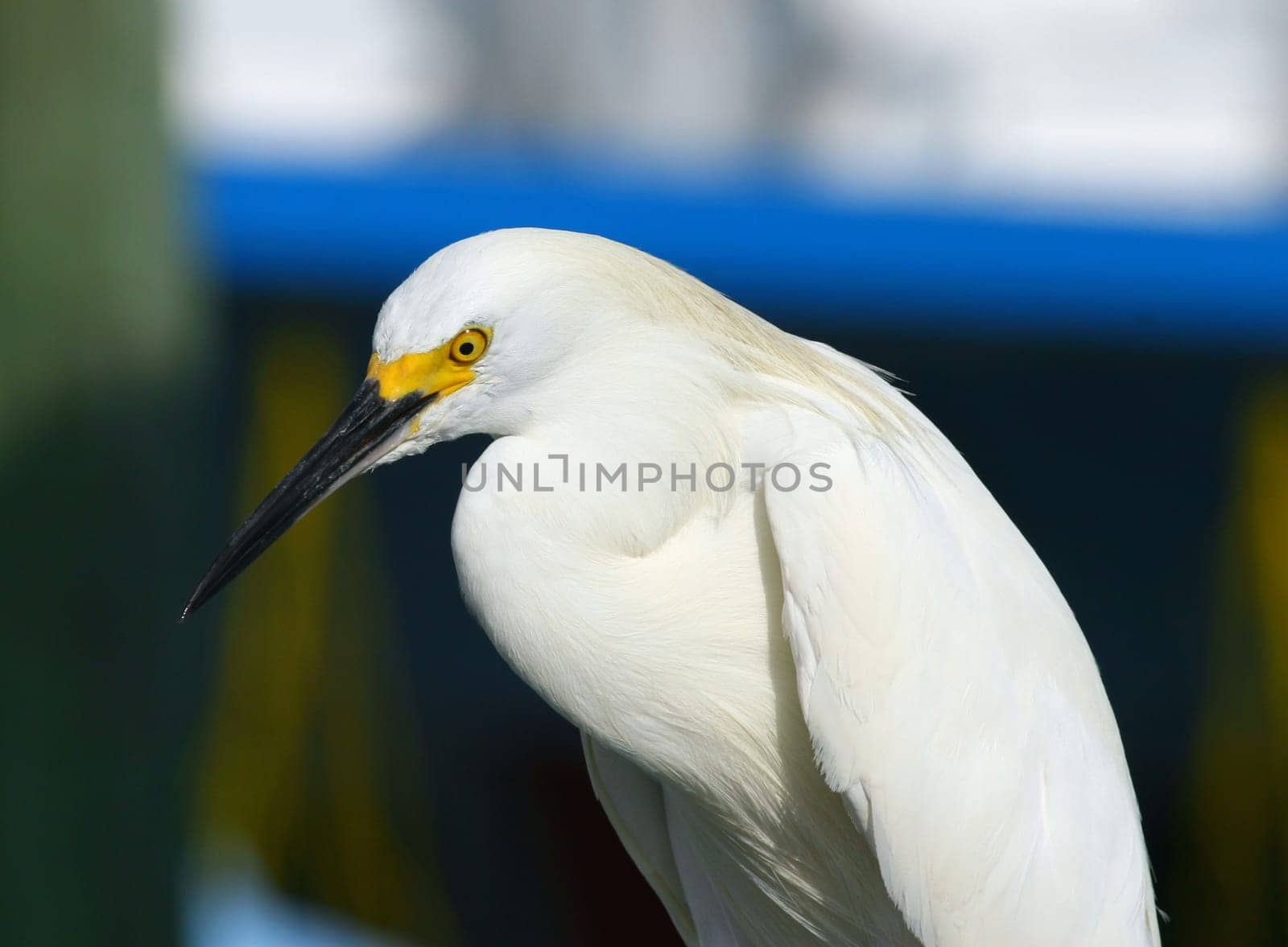 great egret, heron on blue