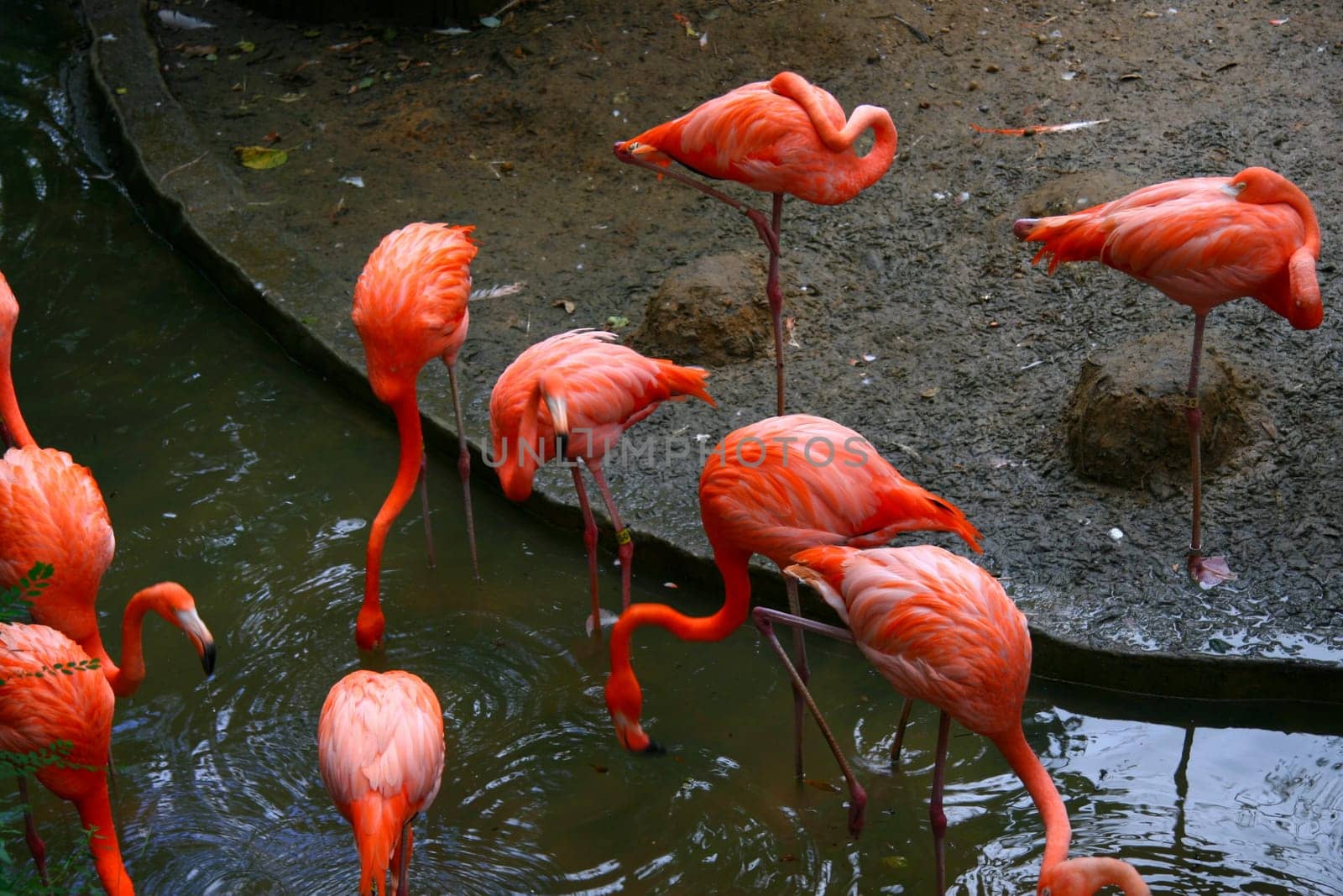 pink flamingos driking water