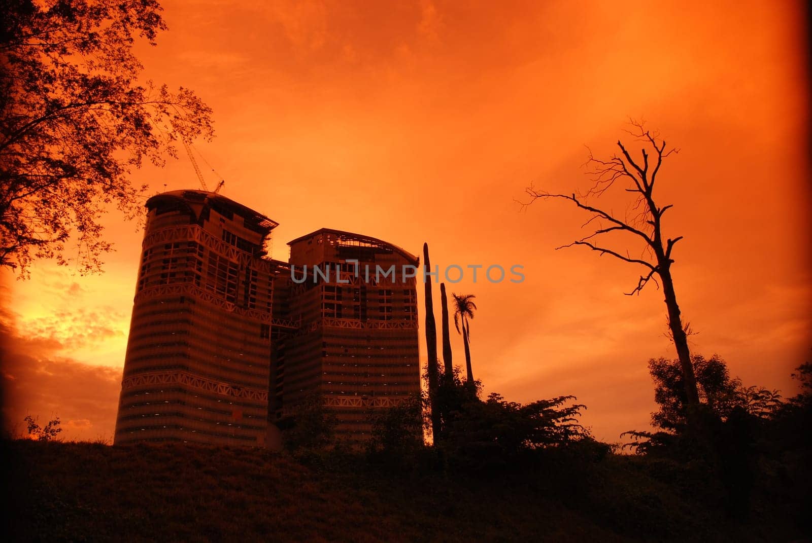 sunset, tree and modern building in the parks