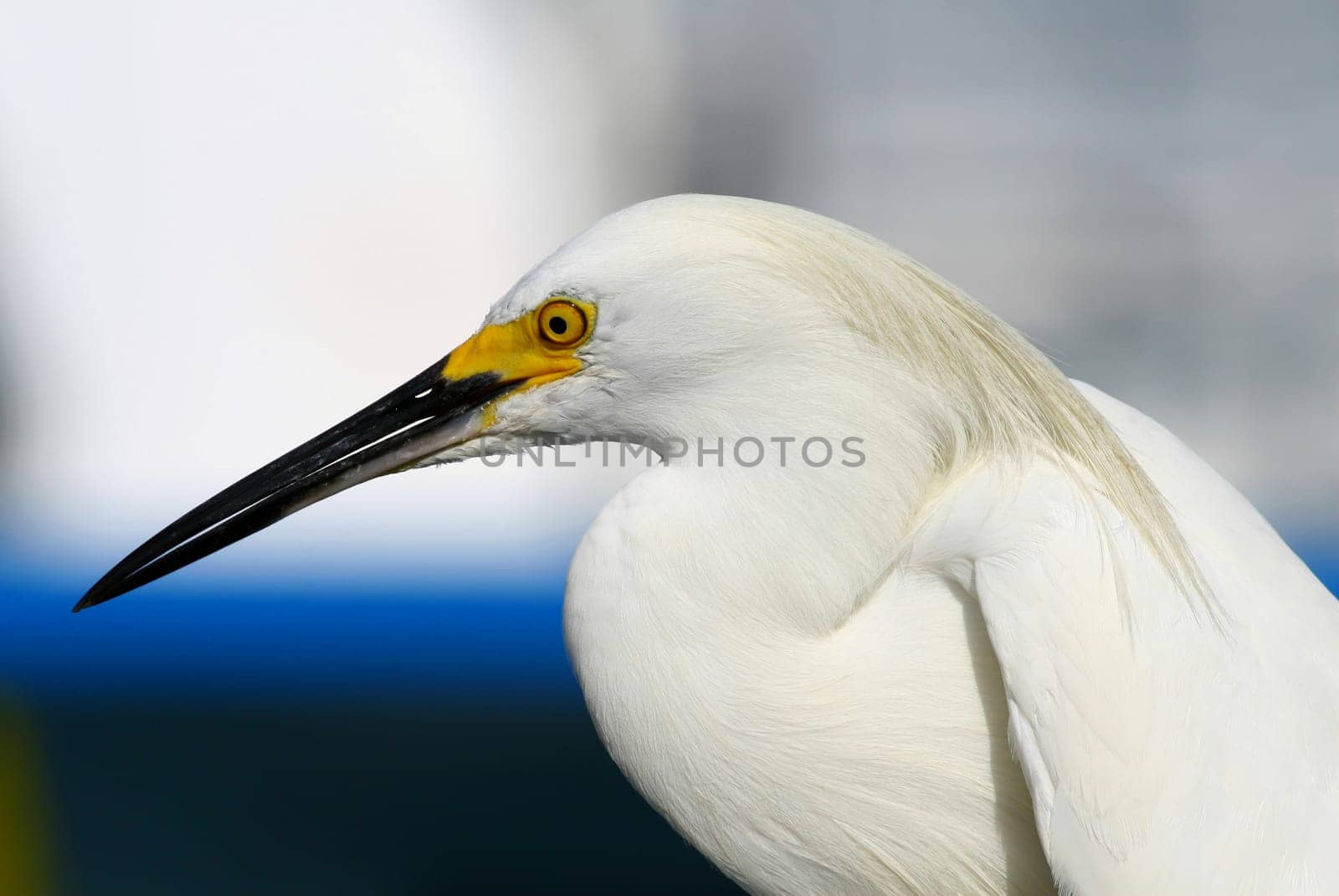 great egret, heron on blue
