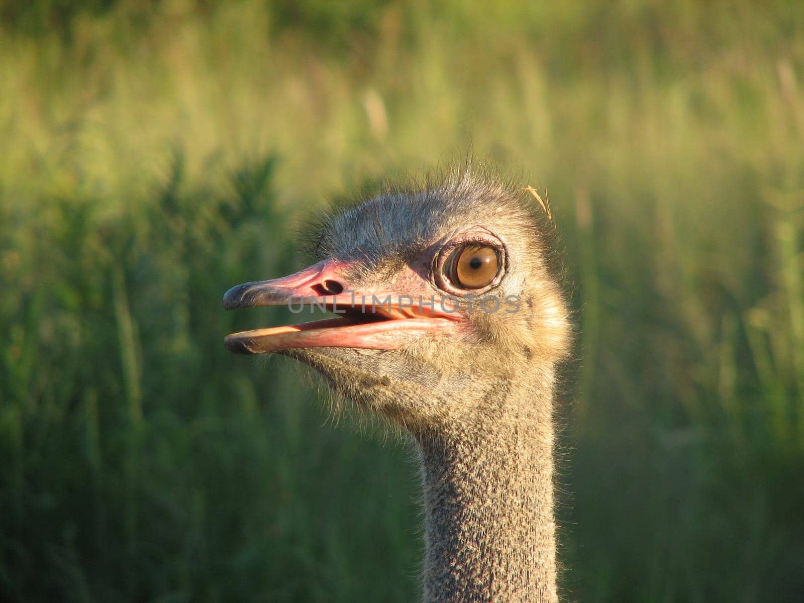 Ostrich face