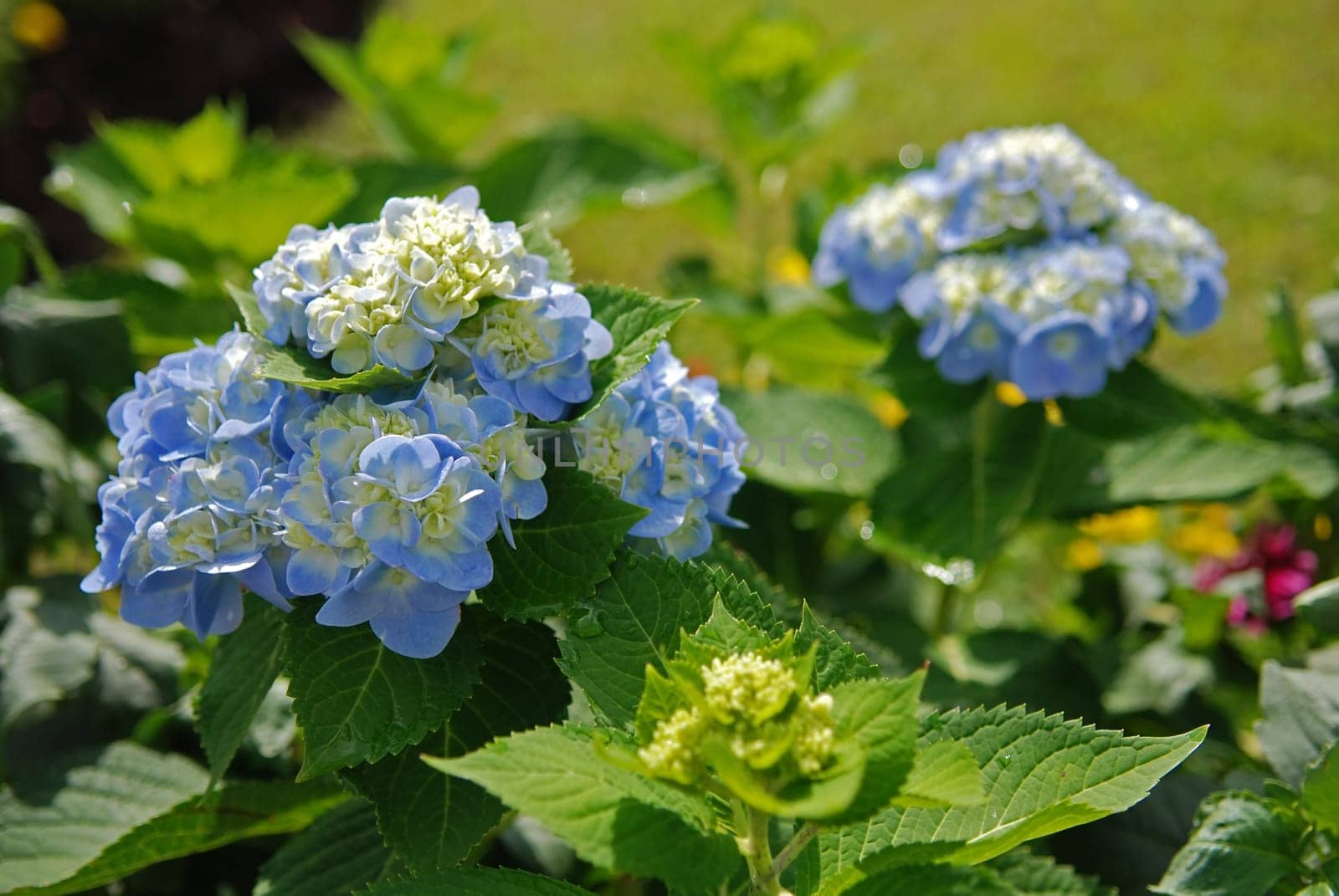 beautiful and colorful flower in the parks
