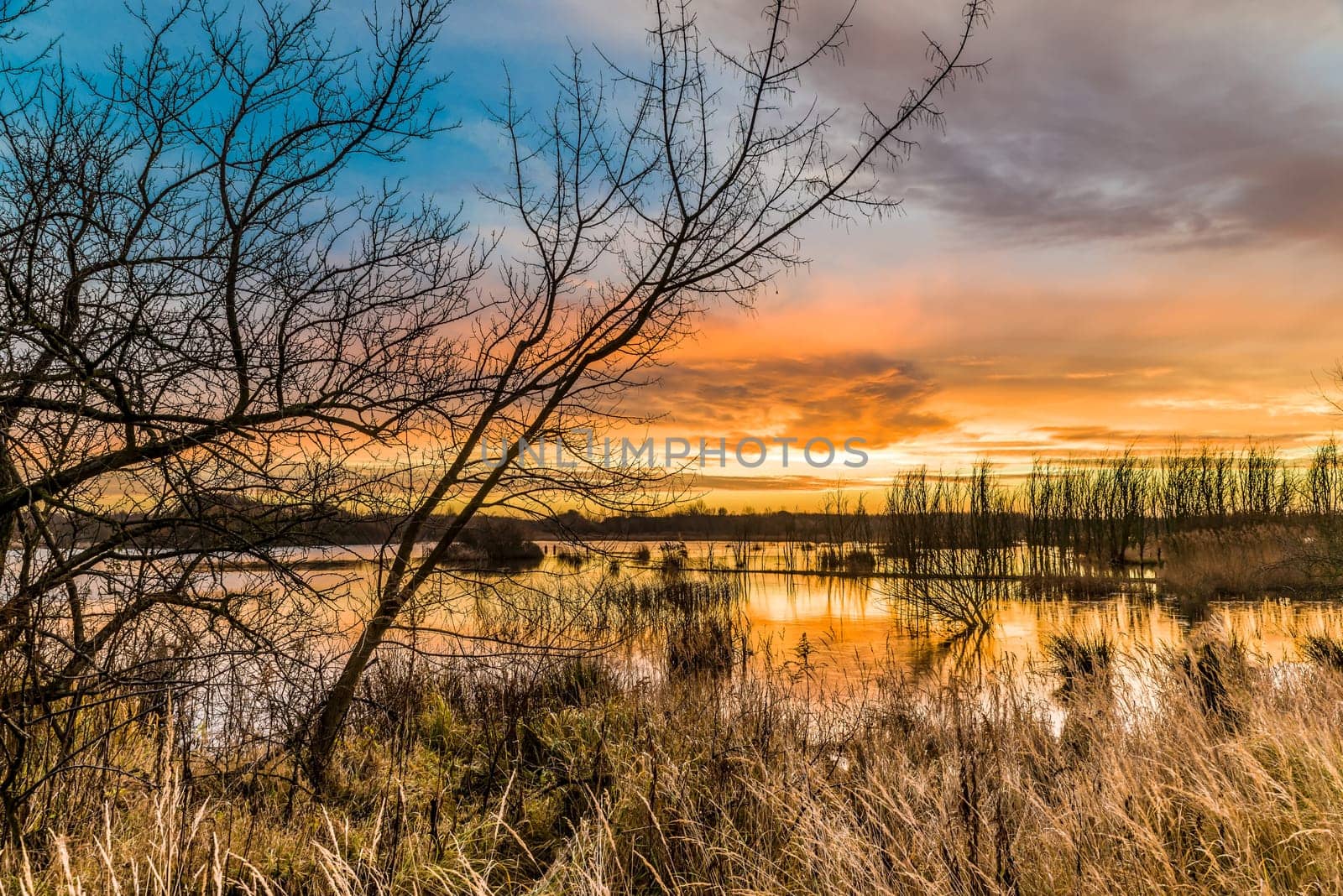 Untouched nature in the biotope nature reserve Markkleeberg at the Crostewitzer Graben