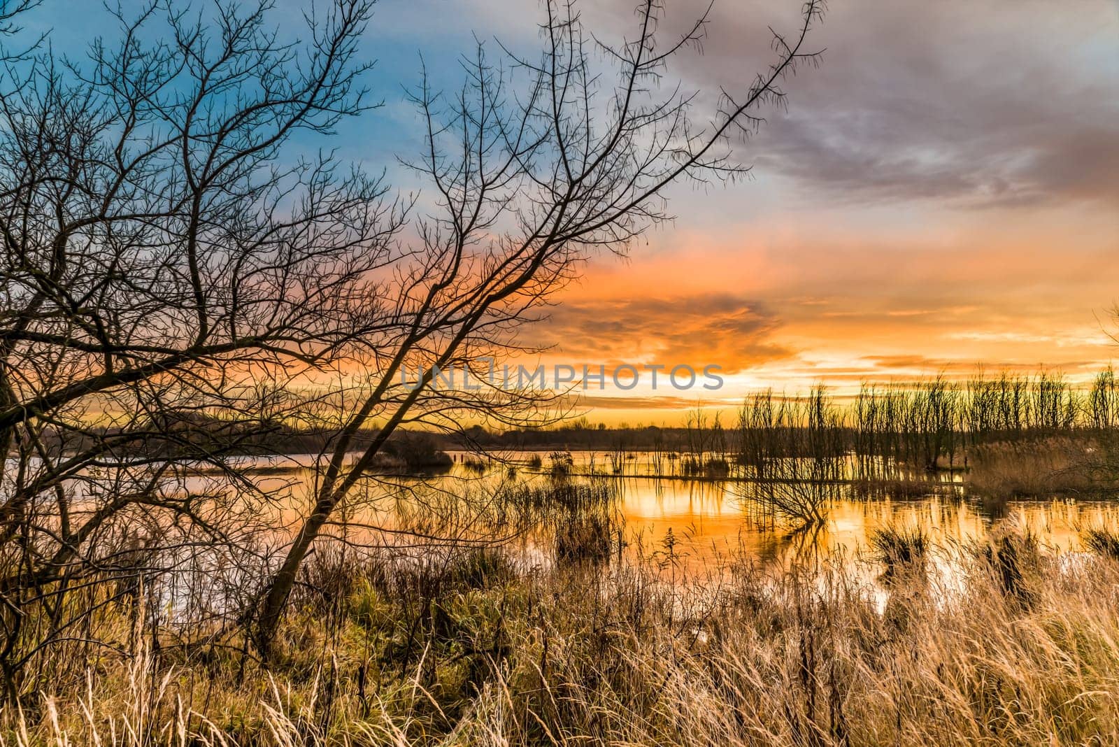 Untouched nature in the biotope nature reserve Markkleeberg at the Crostewitzer Graben