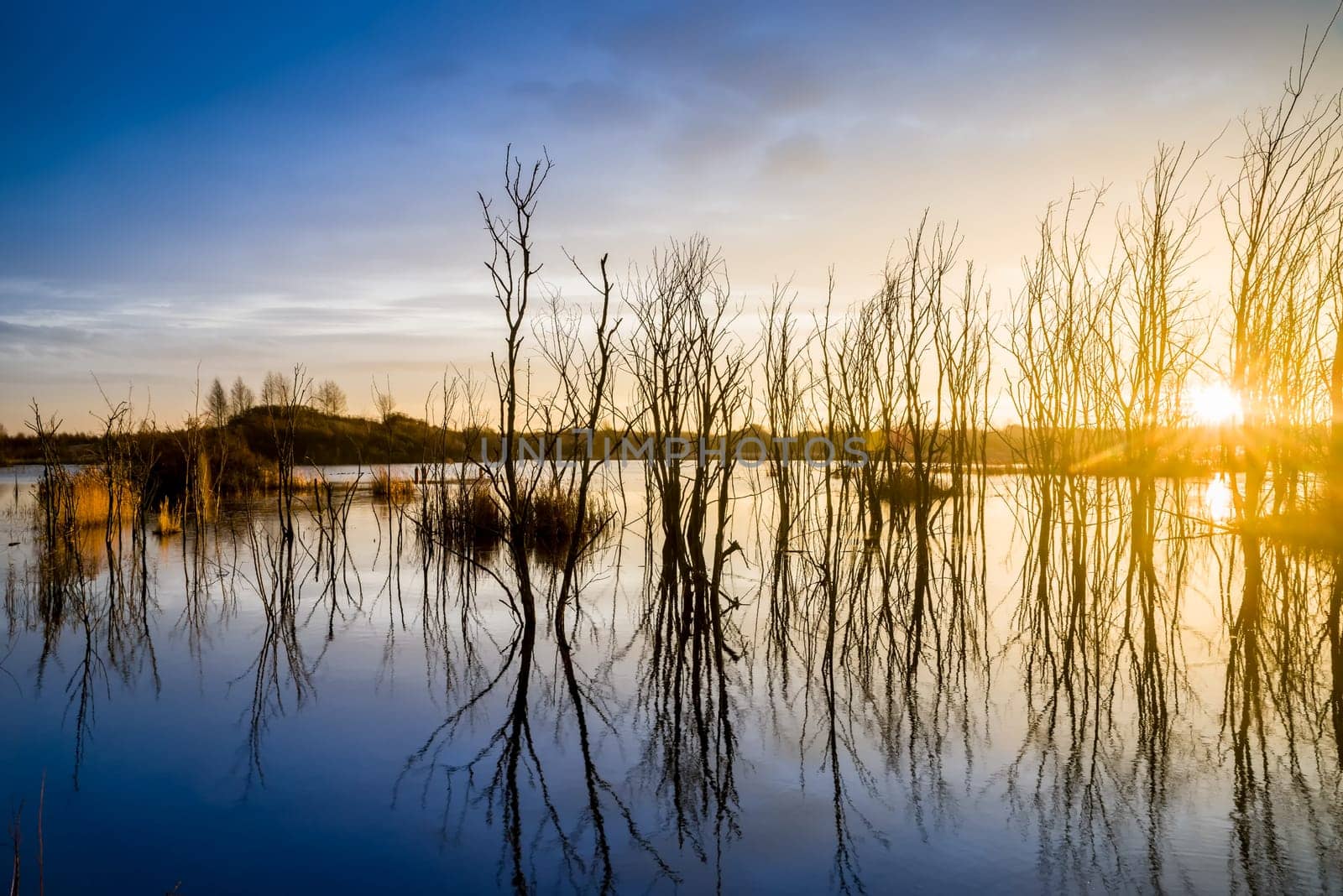 Untouched nature in the biotope nature reserve Markkleeberg at the Crostewitzer Graben