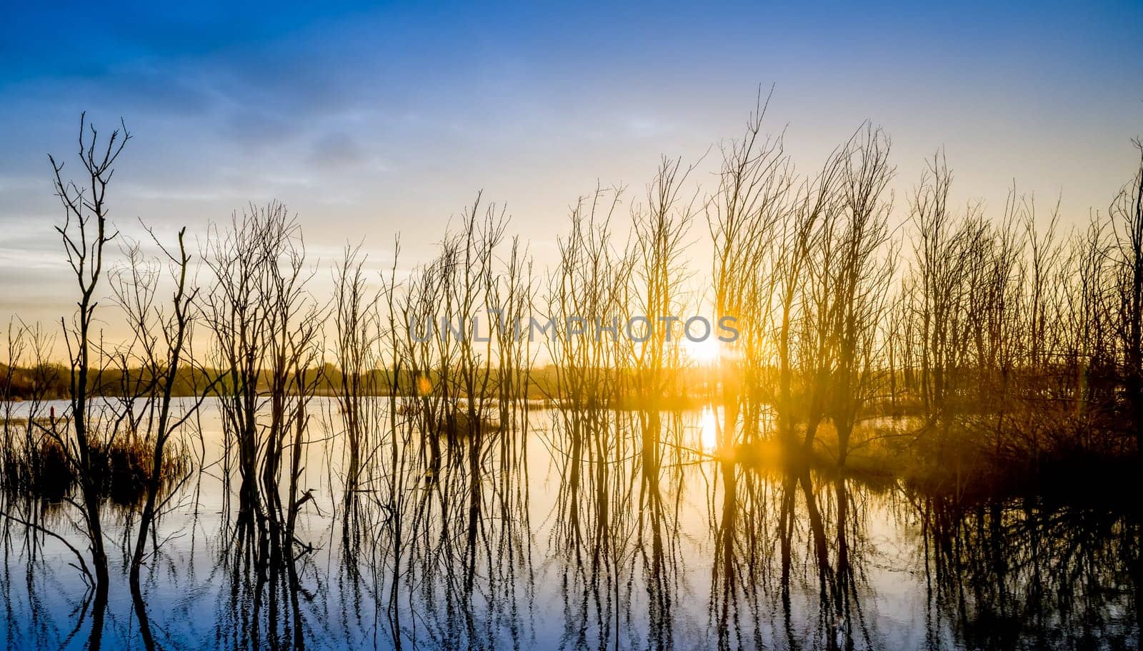 Untouched nature in the biotope nature reserve Markkleeberg at the Crostewitzer Graben