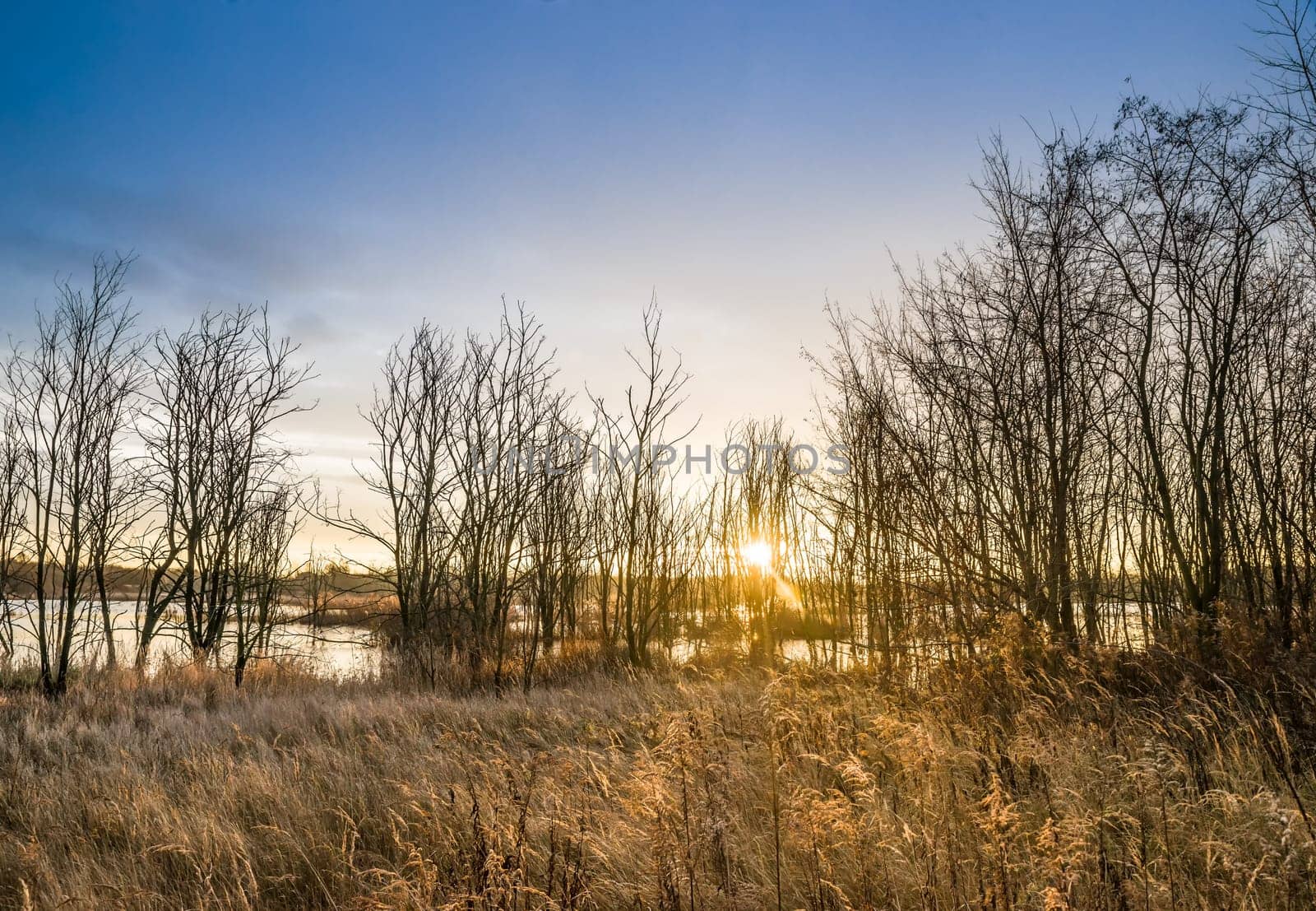 Untouched nature in the biotope nature reserve Markkleeberg at the Crostewitzer Graben