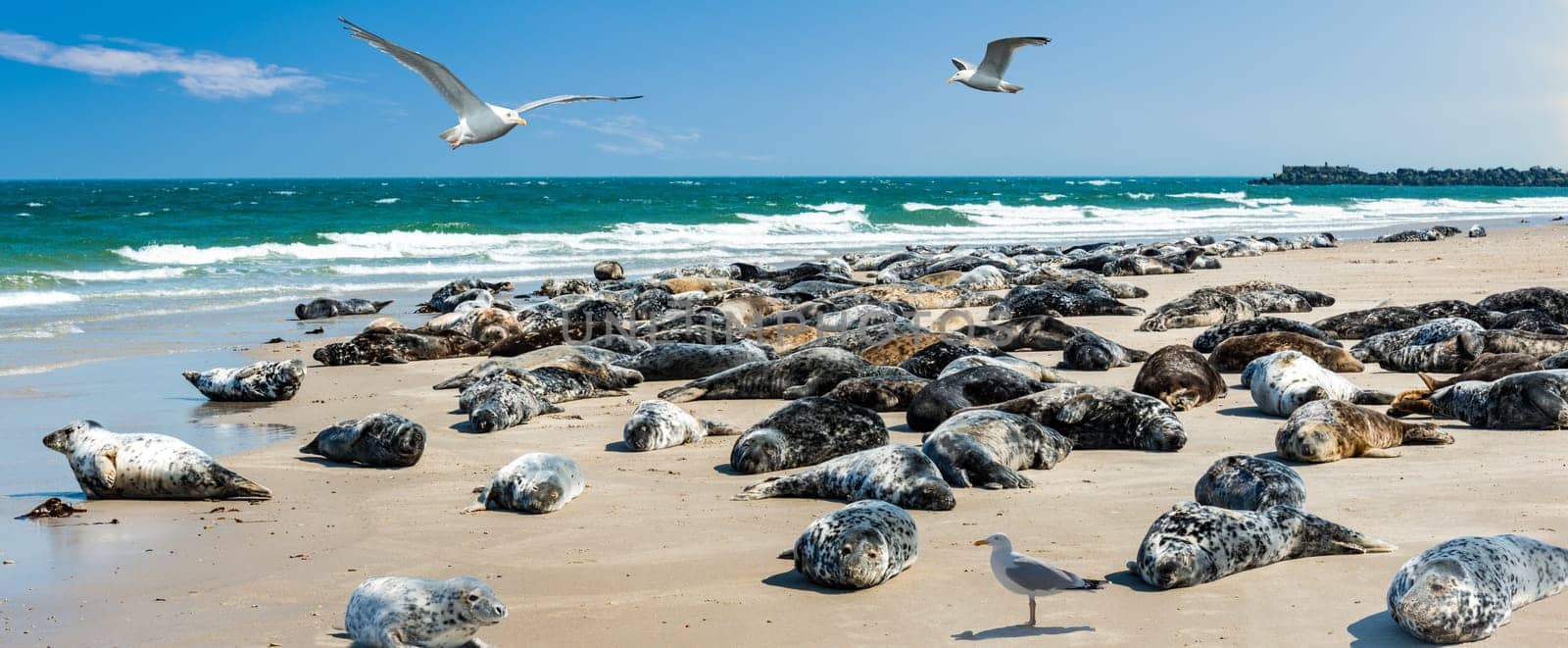 Grey seal colony - Seals lying on the beach on the dune Helgoland