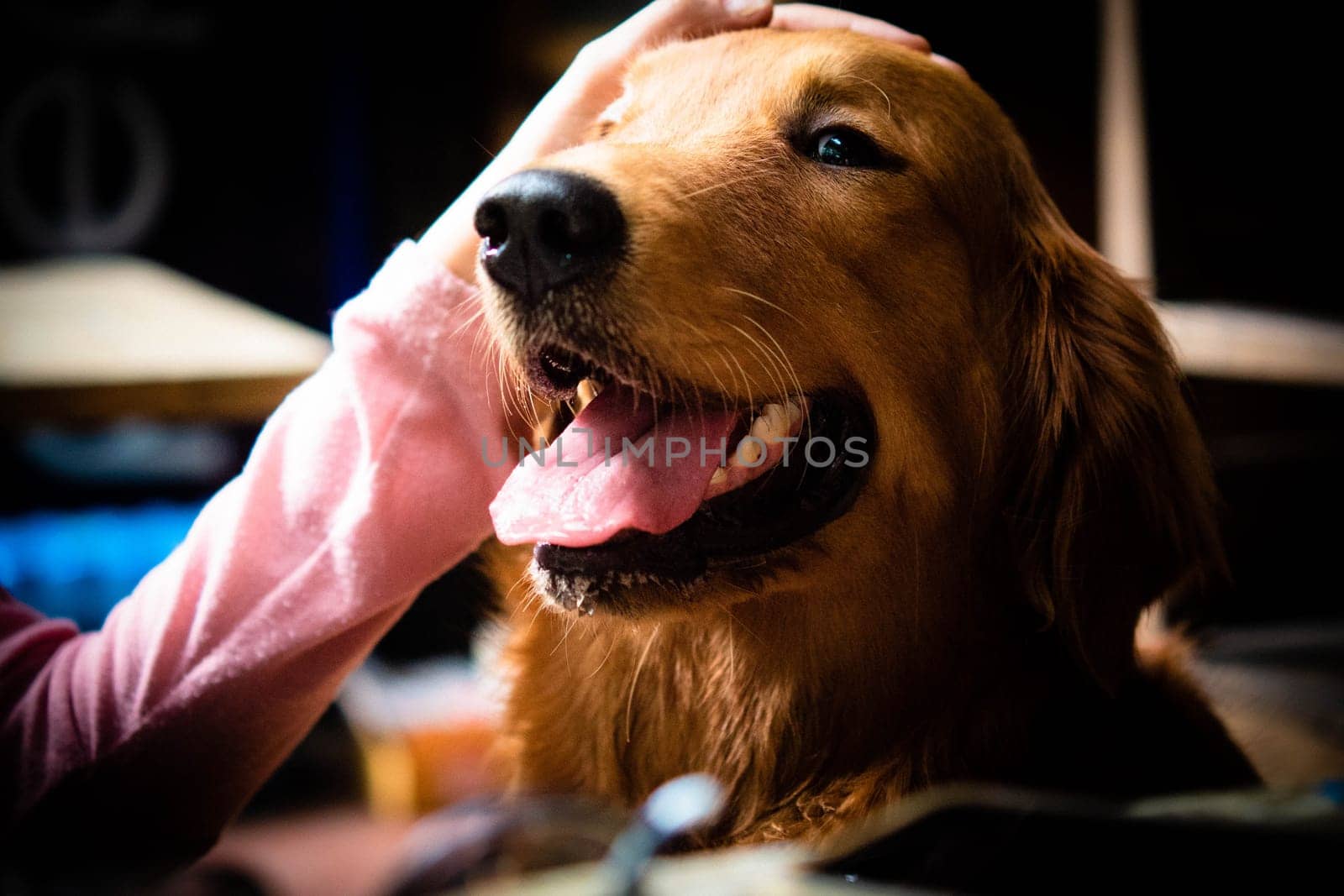 Selective focus happy Golden Retriever dog with hand on his head