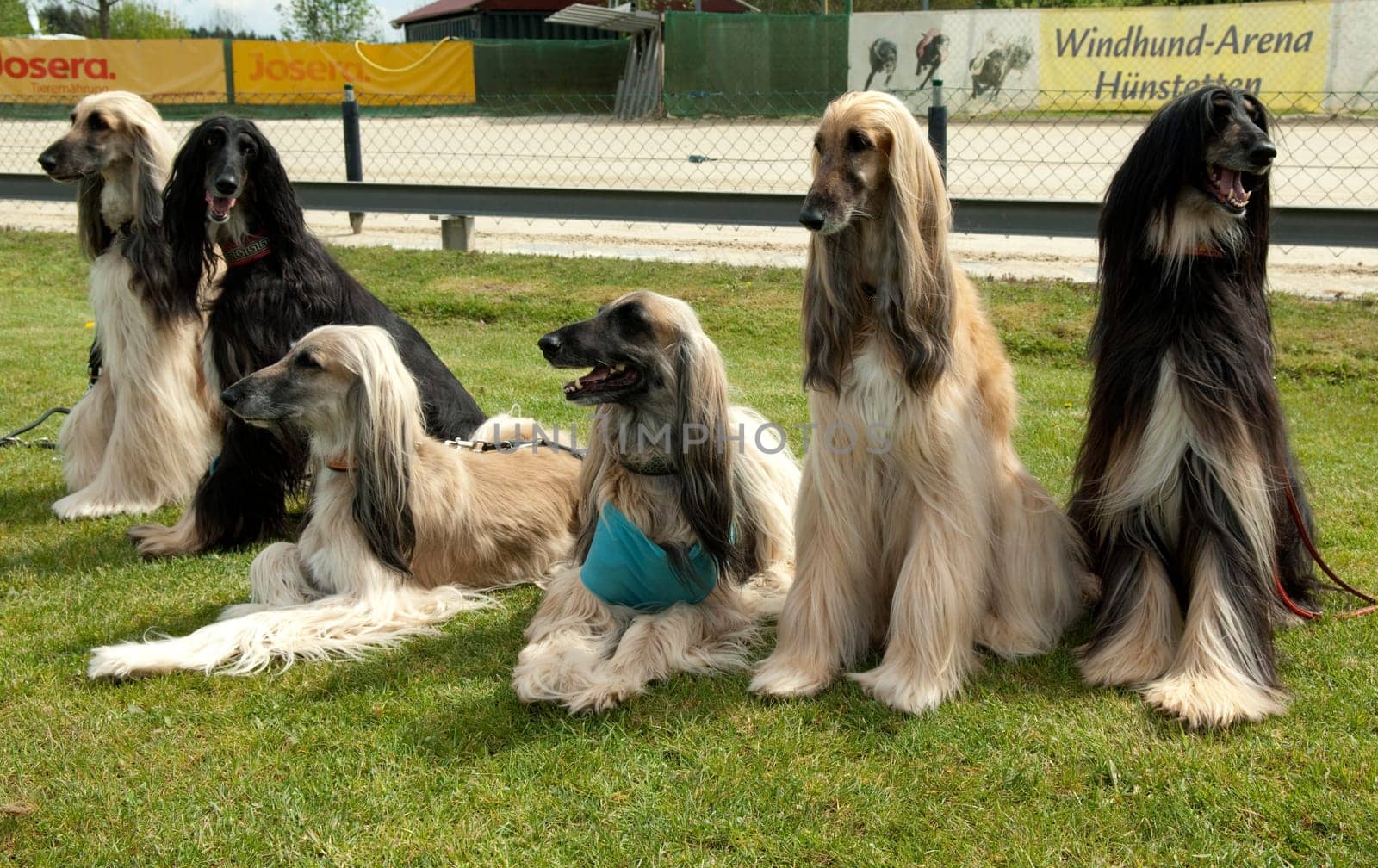 Afghane  Afghanischer  Windhund  Hund